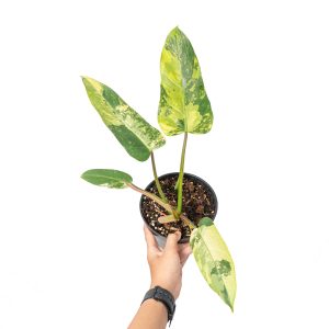 Philodendron whipple way variegated