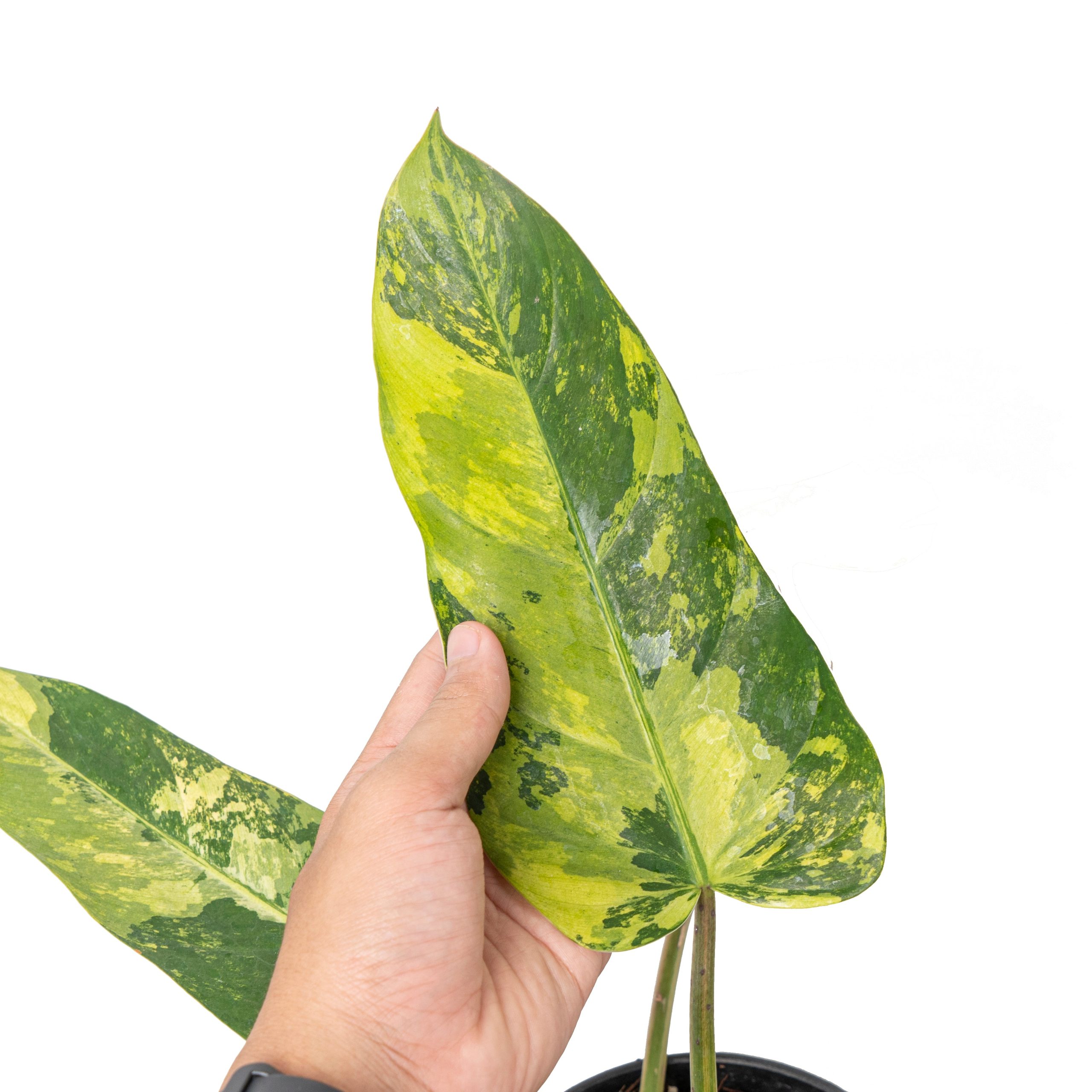 Philodendron whipple way variegated - Image 2