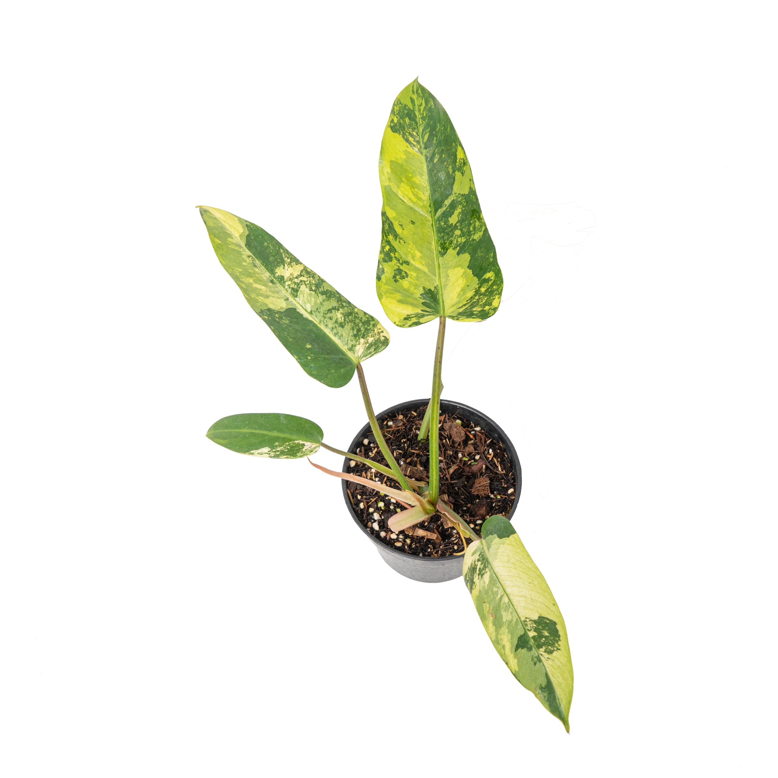 Philodendron whipple way variegated - Image 3