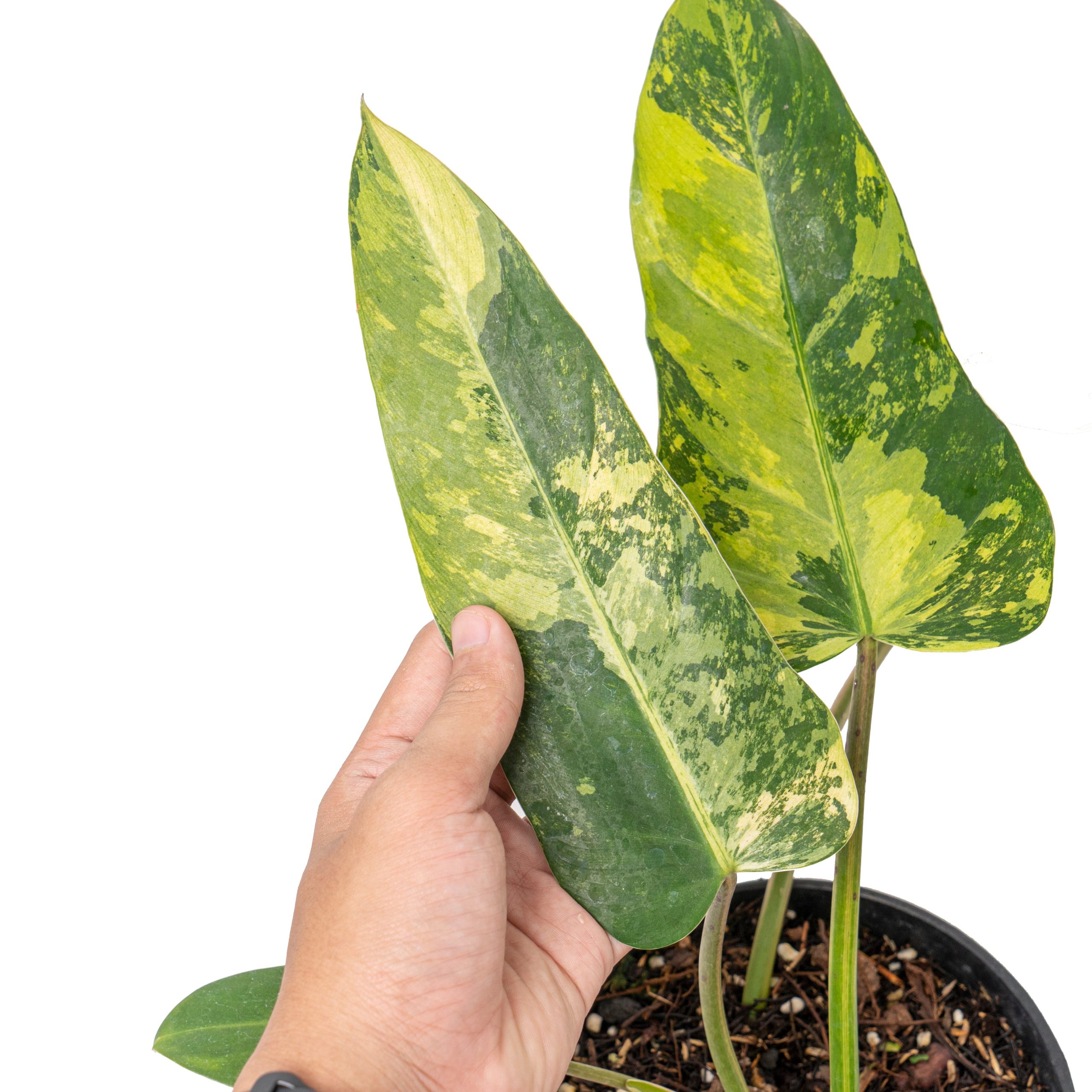 Philodendron whipple way variegated - Image 4