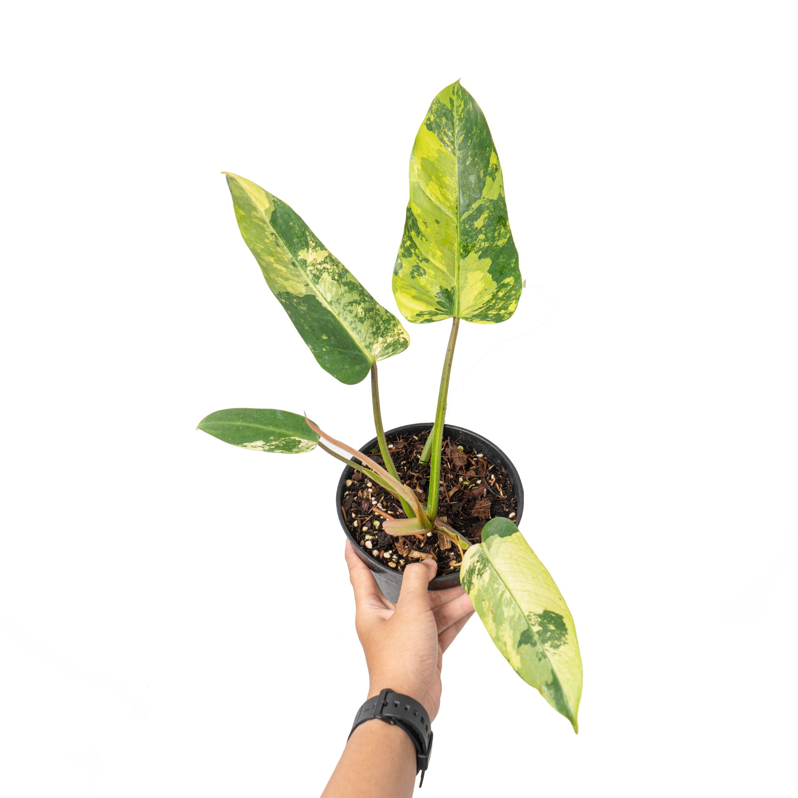 Philodendron whipple way variegated - Image 5