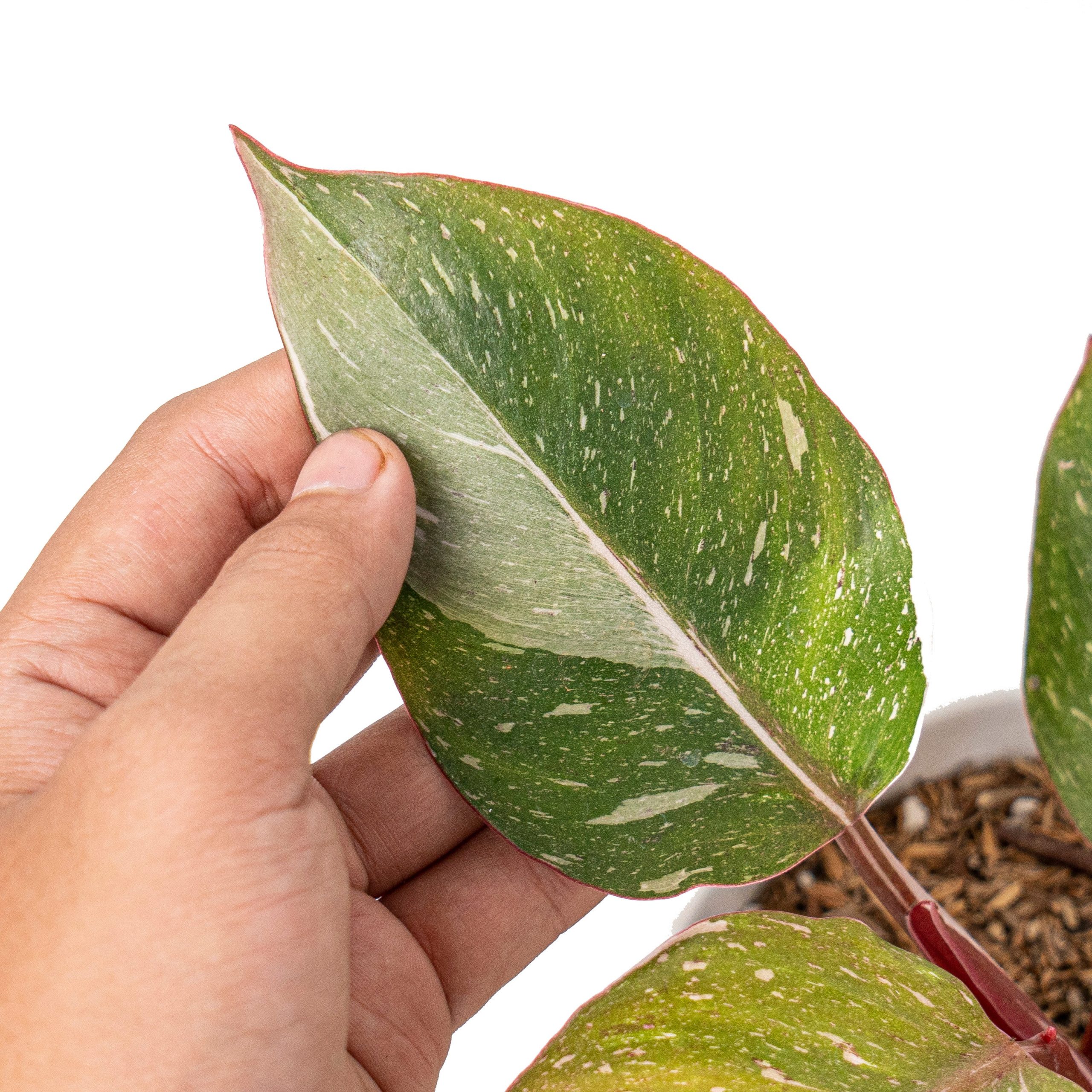 Philodendron white knight galaxy - Image 2