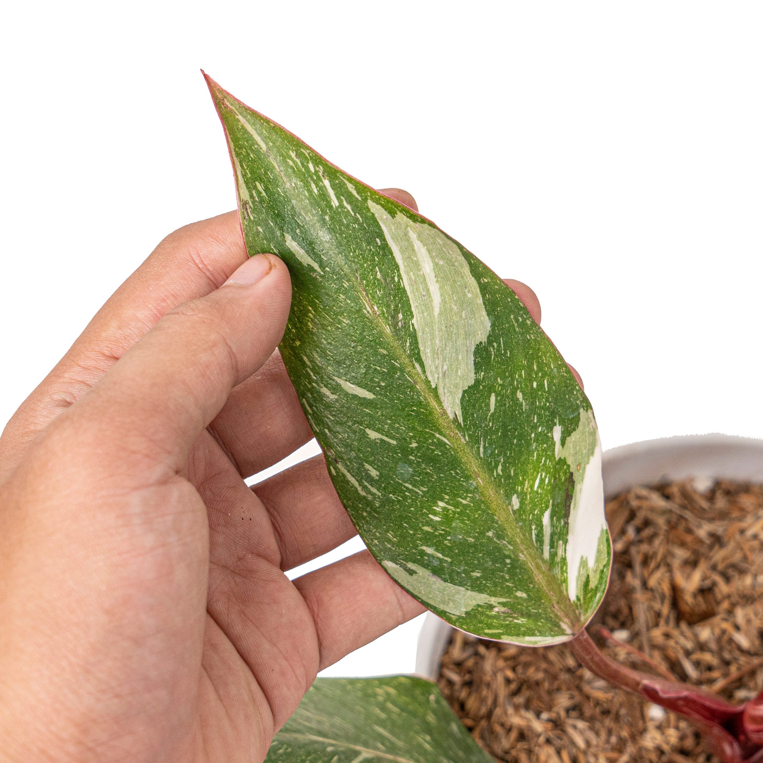 Philodendron white knight galaxy - Image 3