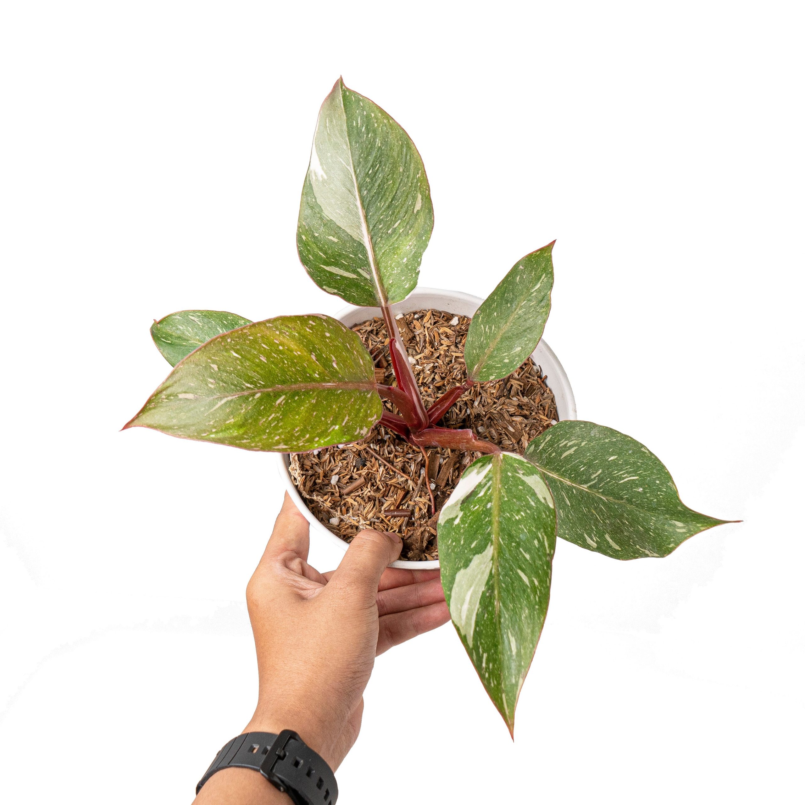Philodendron white knight galaxy - Image 5