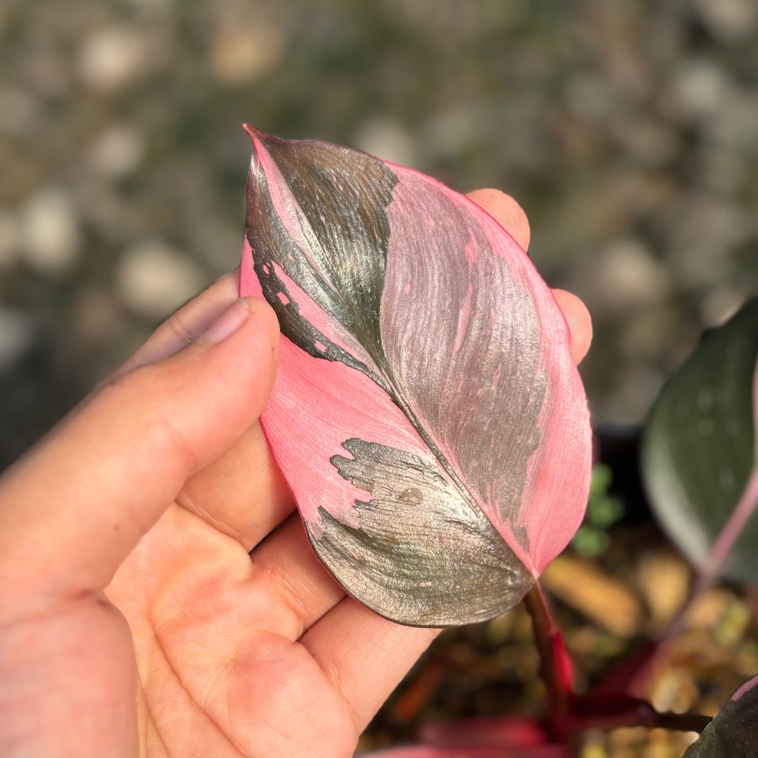 Philodendron white knight pink variegated - Image 2