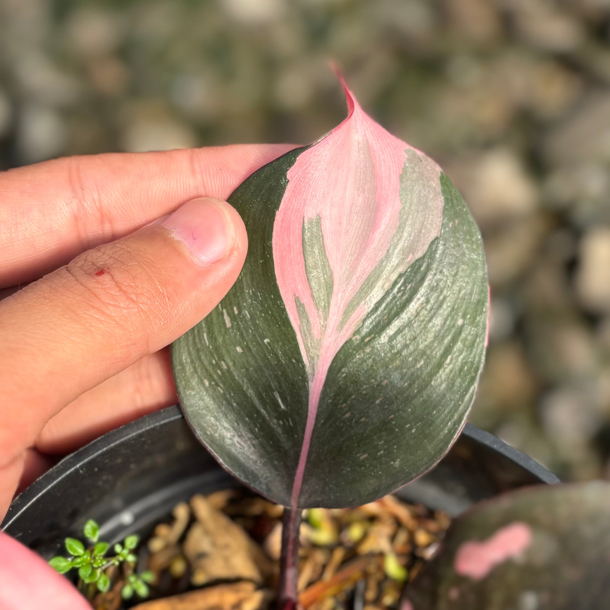 Philodendron white knight pink variegated - Image 3