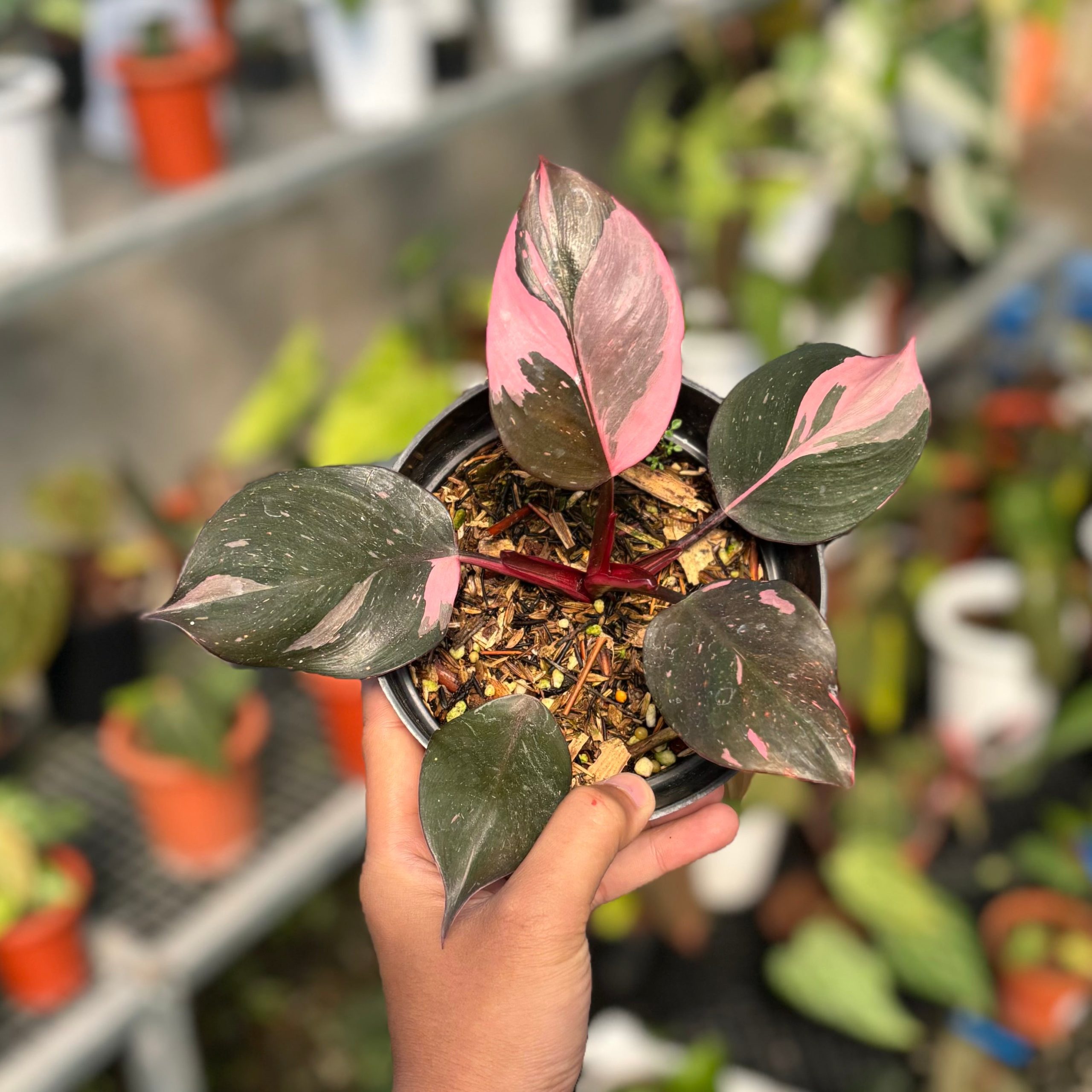 Philodendron white knight pink variegated - Image 4