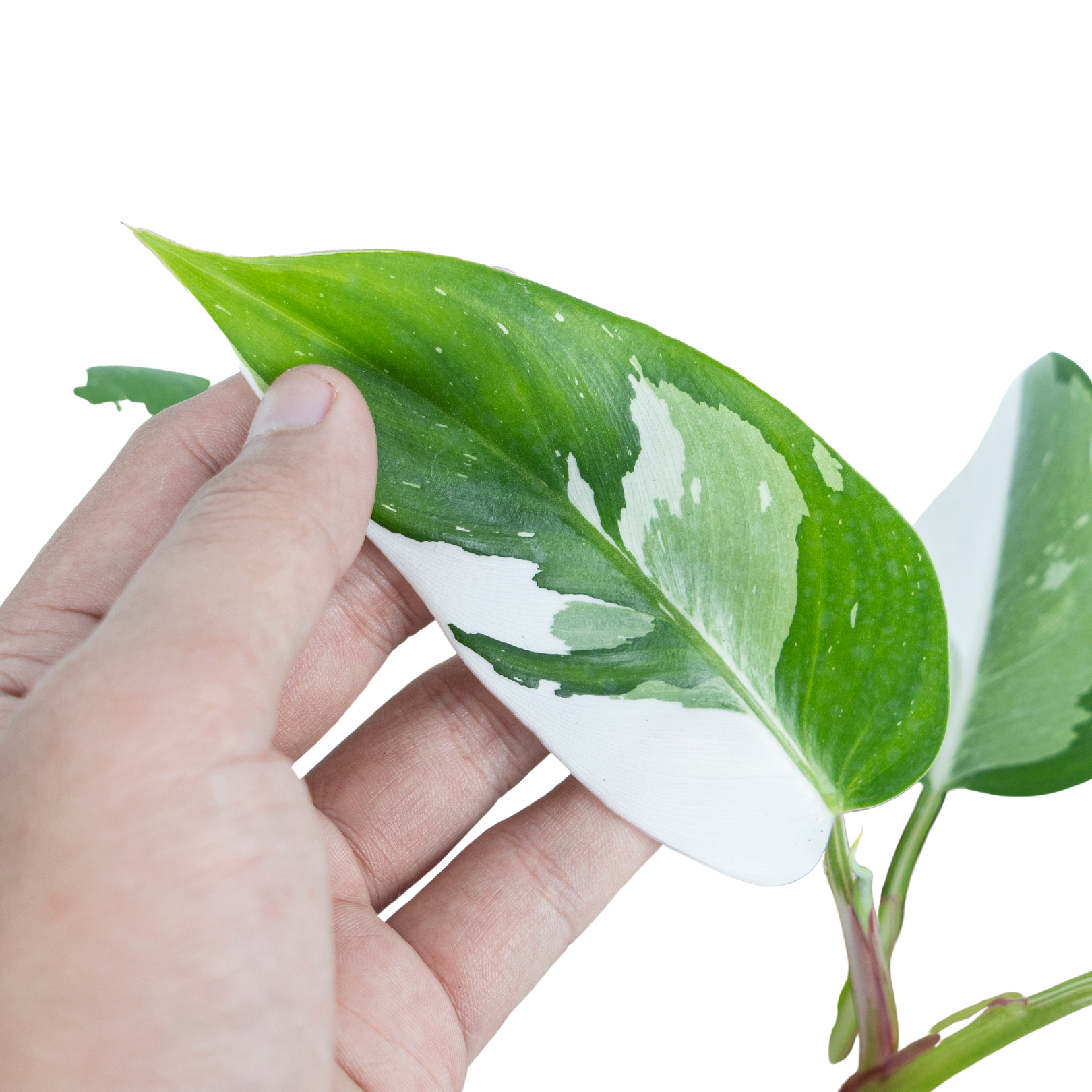Philodendron White Princess - Image 2
