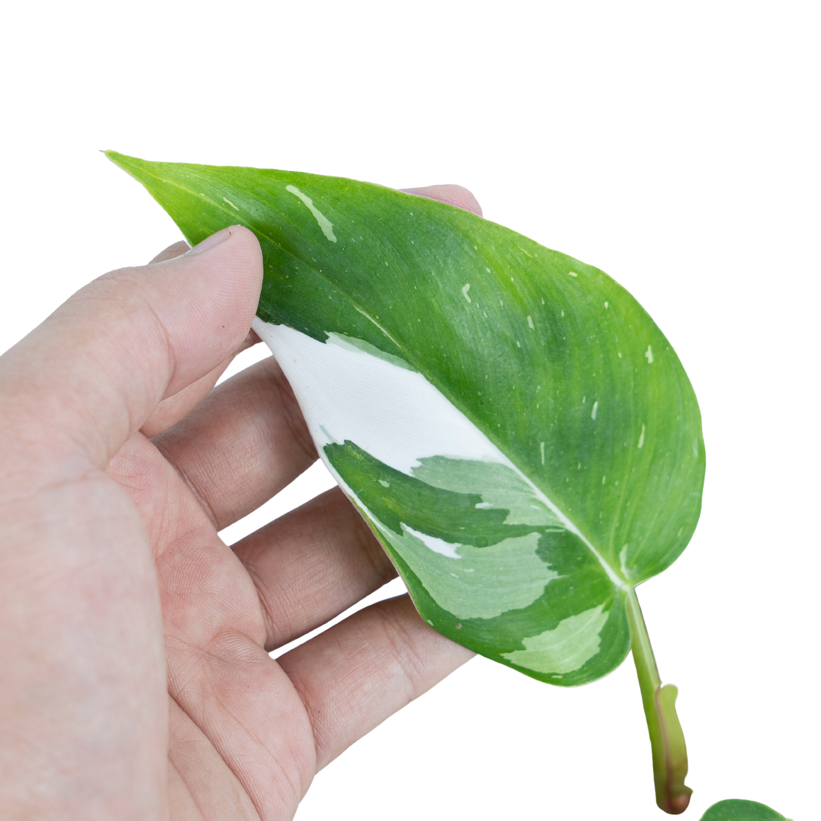 Philodendron White Princess - Image 3