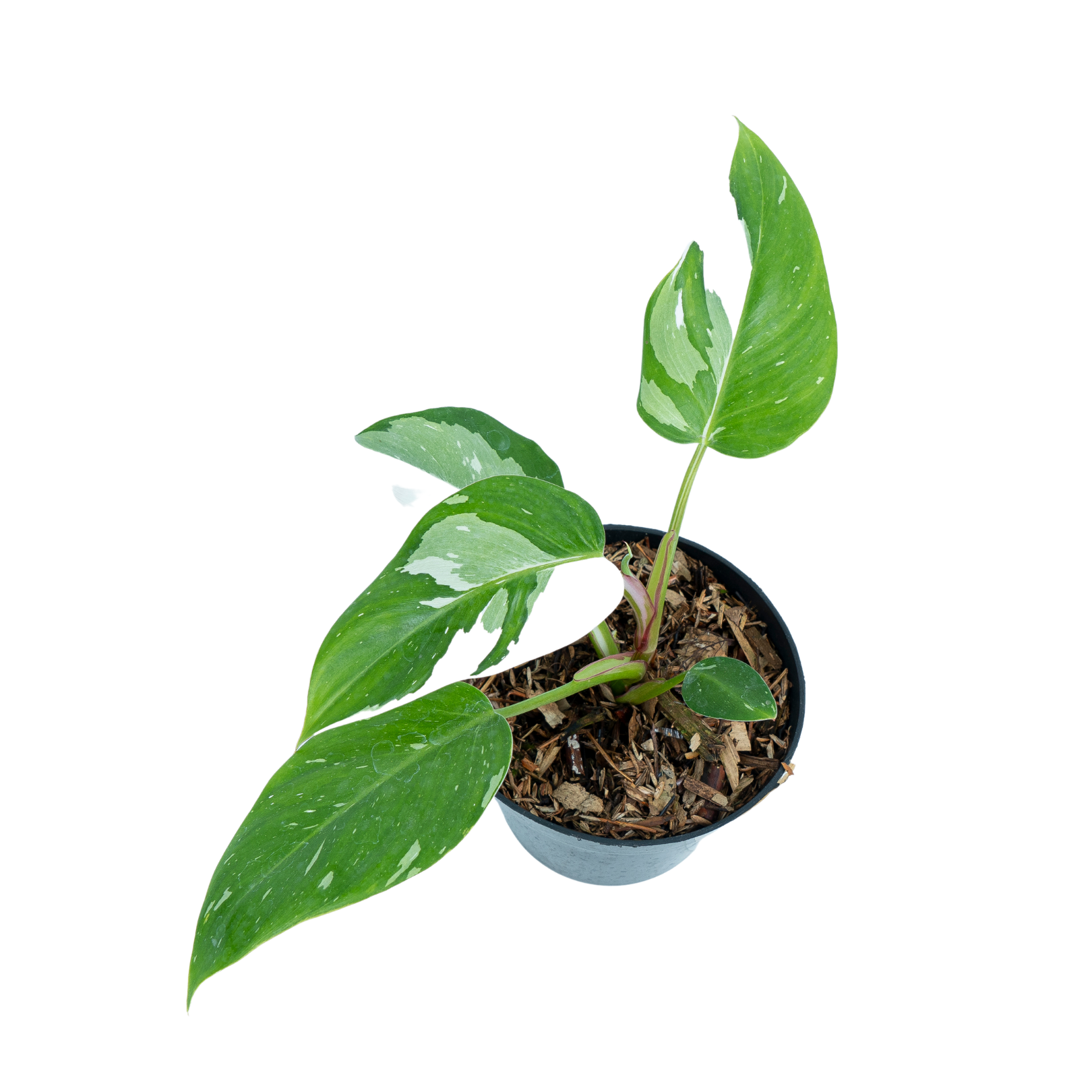 Philodendron White Princess - Image 4