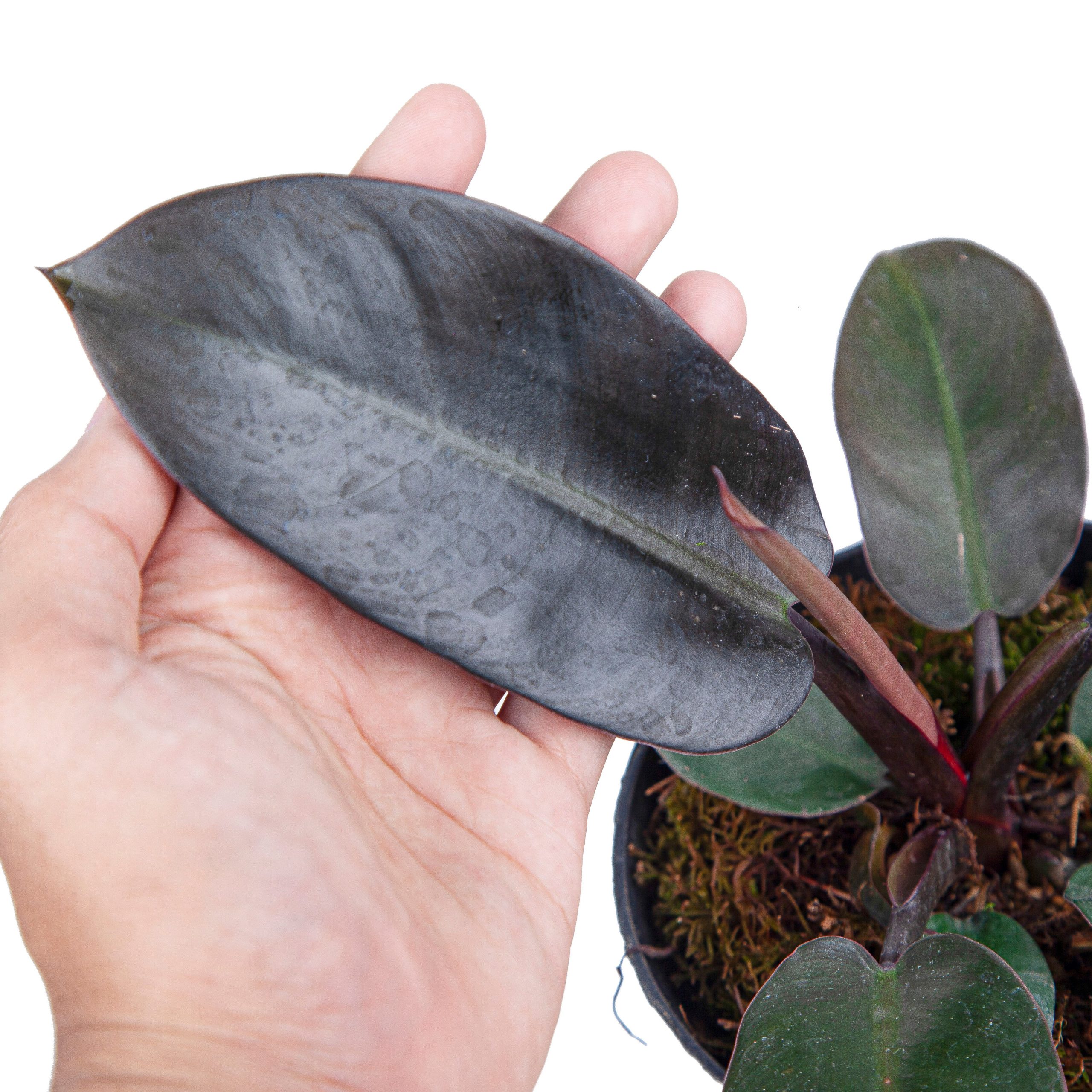 Philodendron Black Cardinal - Image 2