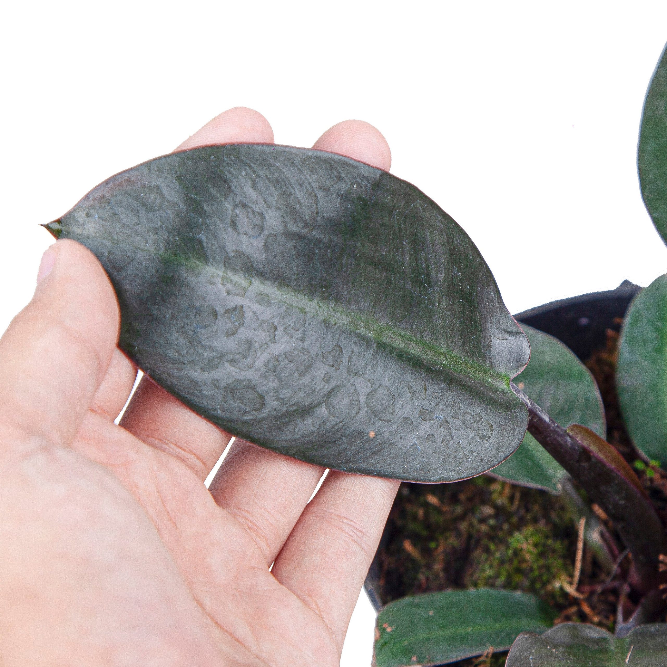 Philodendron Black Cardinal - Image 3