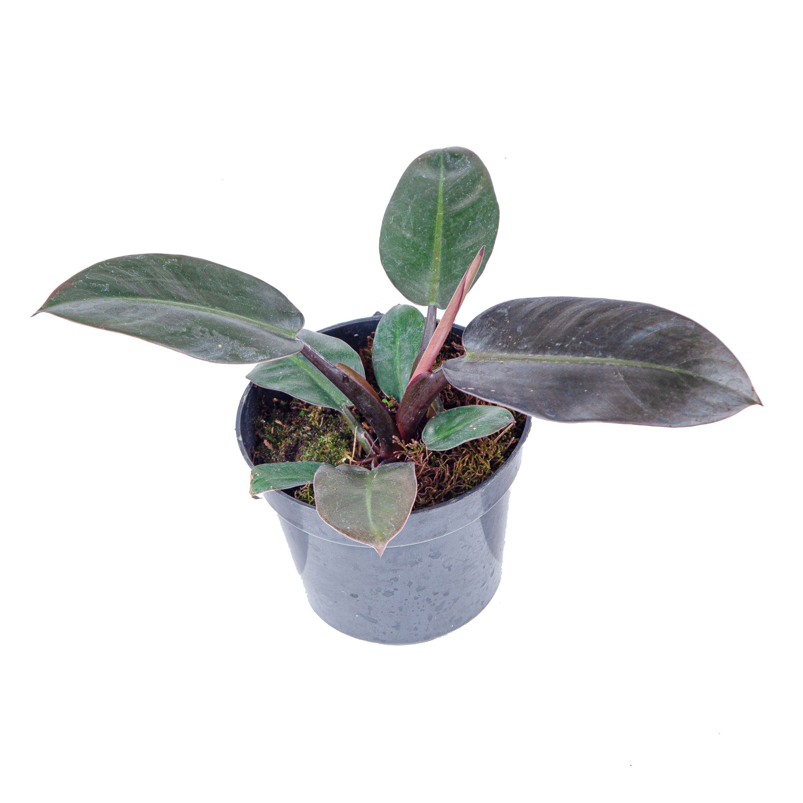 Philodendron Black Cardinal - Image 4