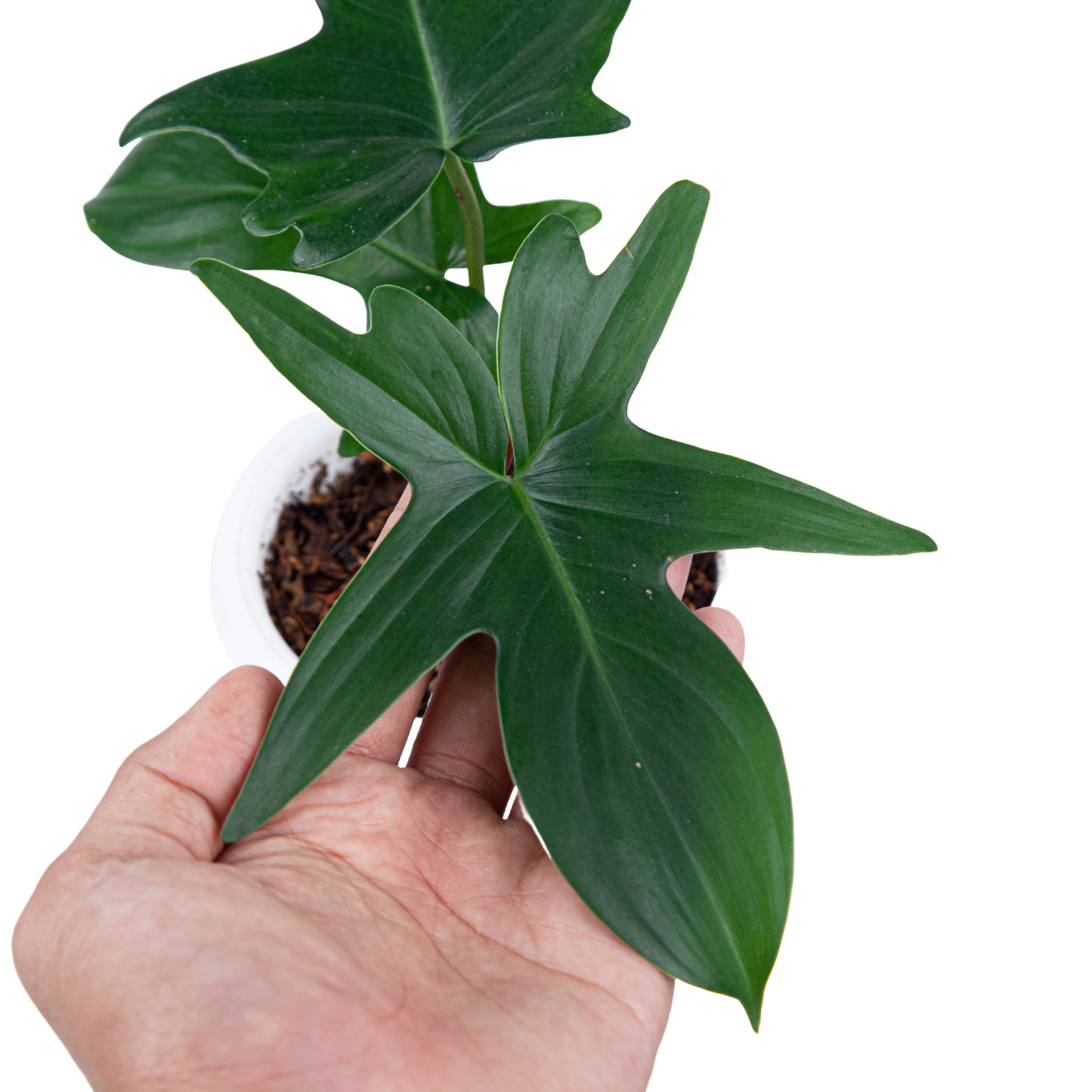 Philodendron Pedatum - Image 2