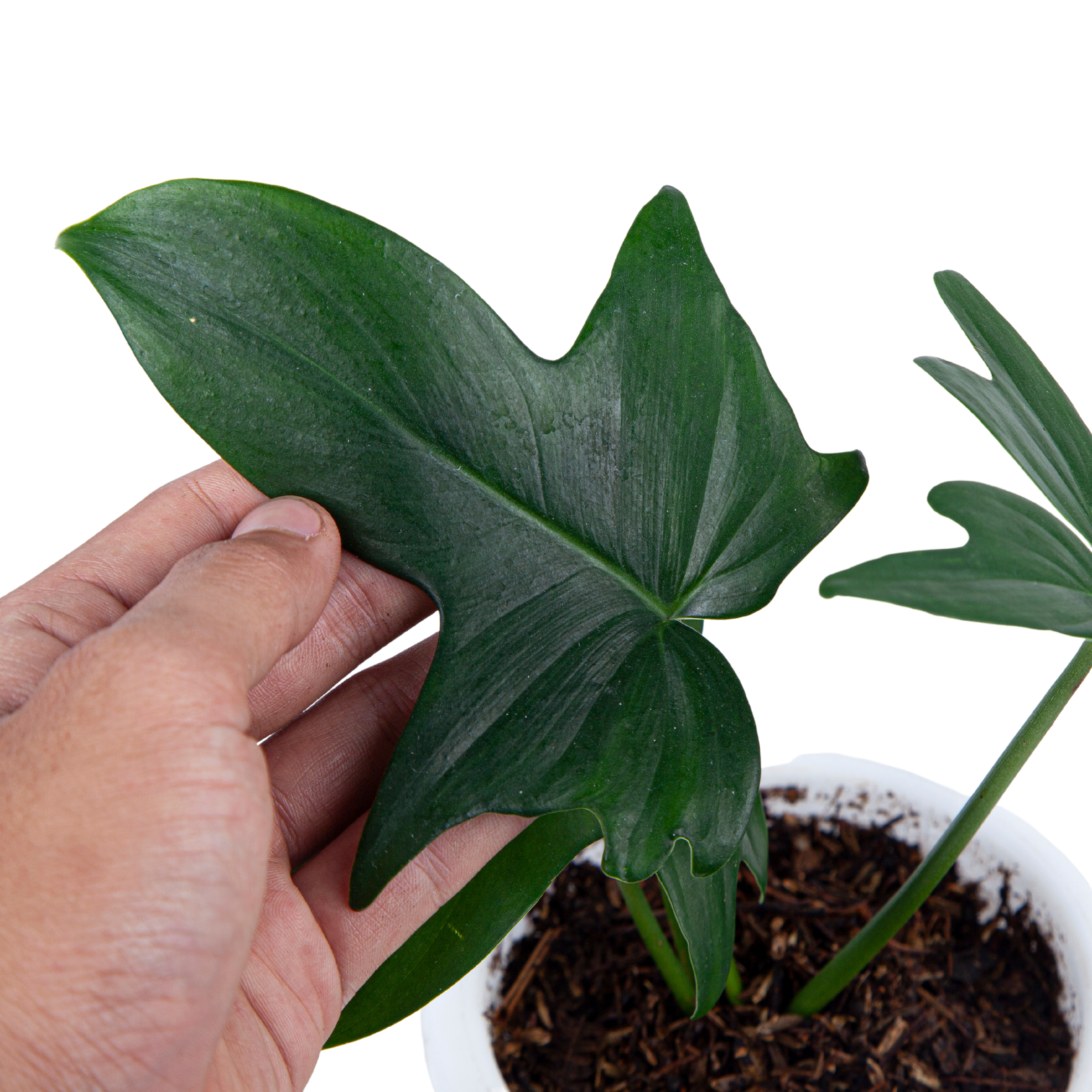 Philodendron Pedatum - Image 3
