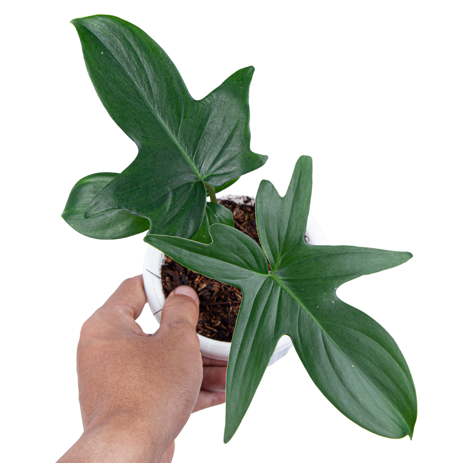 Philodendron Pedatum - Image 4