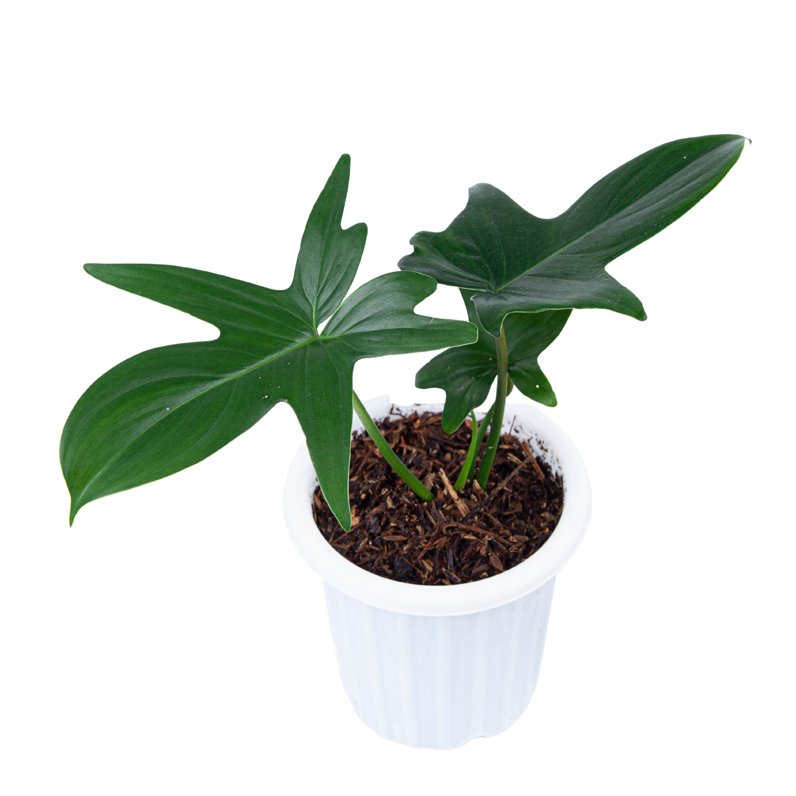 Philodendron Pedatum - Image 5