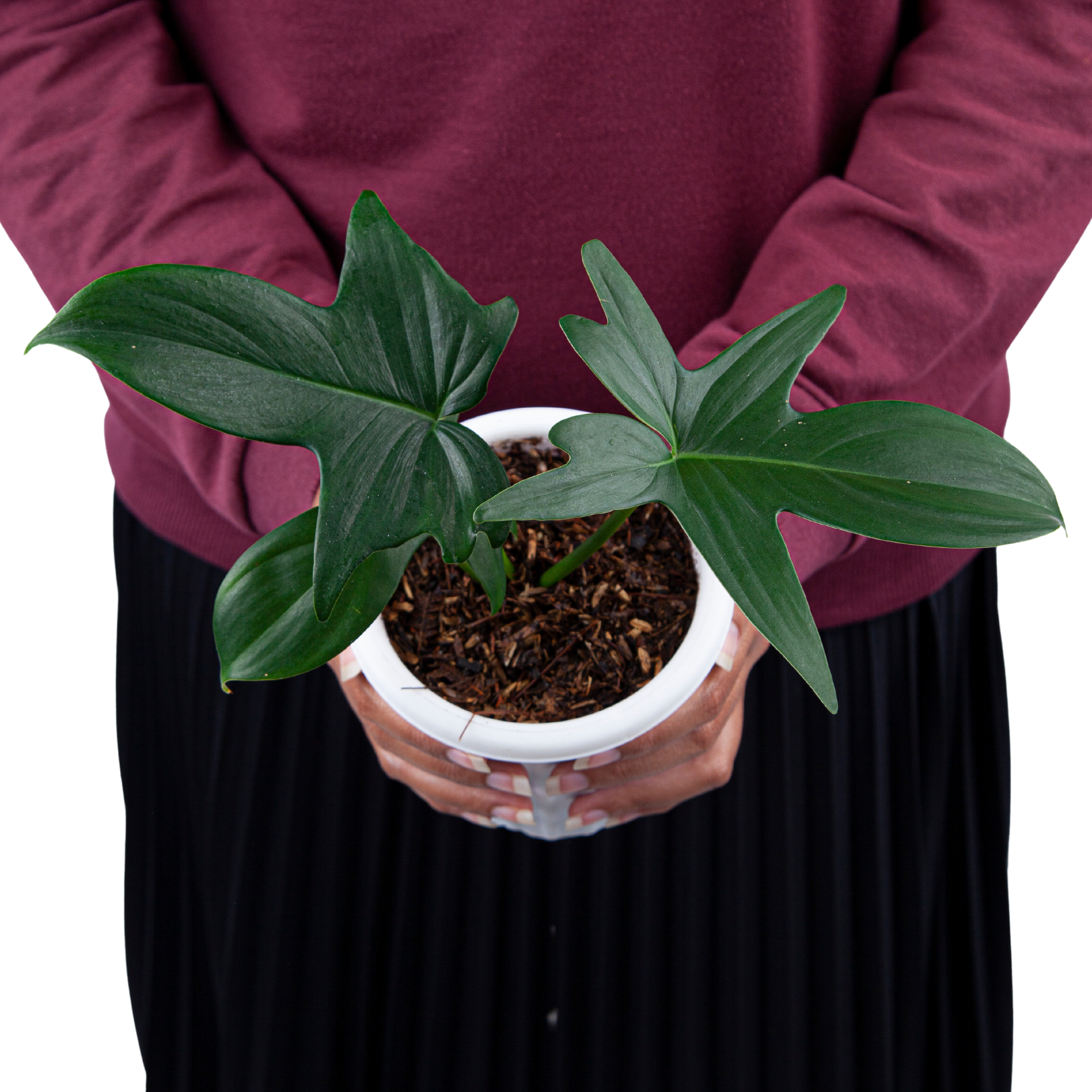 Philodendron Pedatum - Image 6
