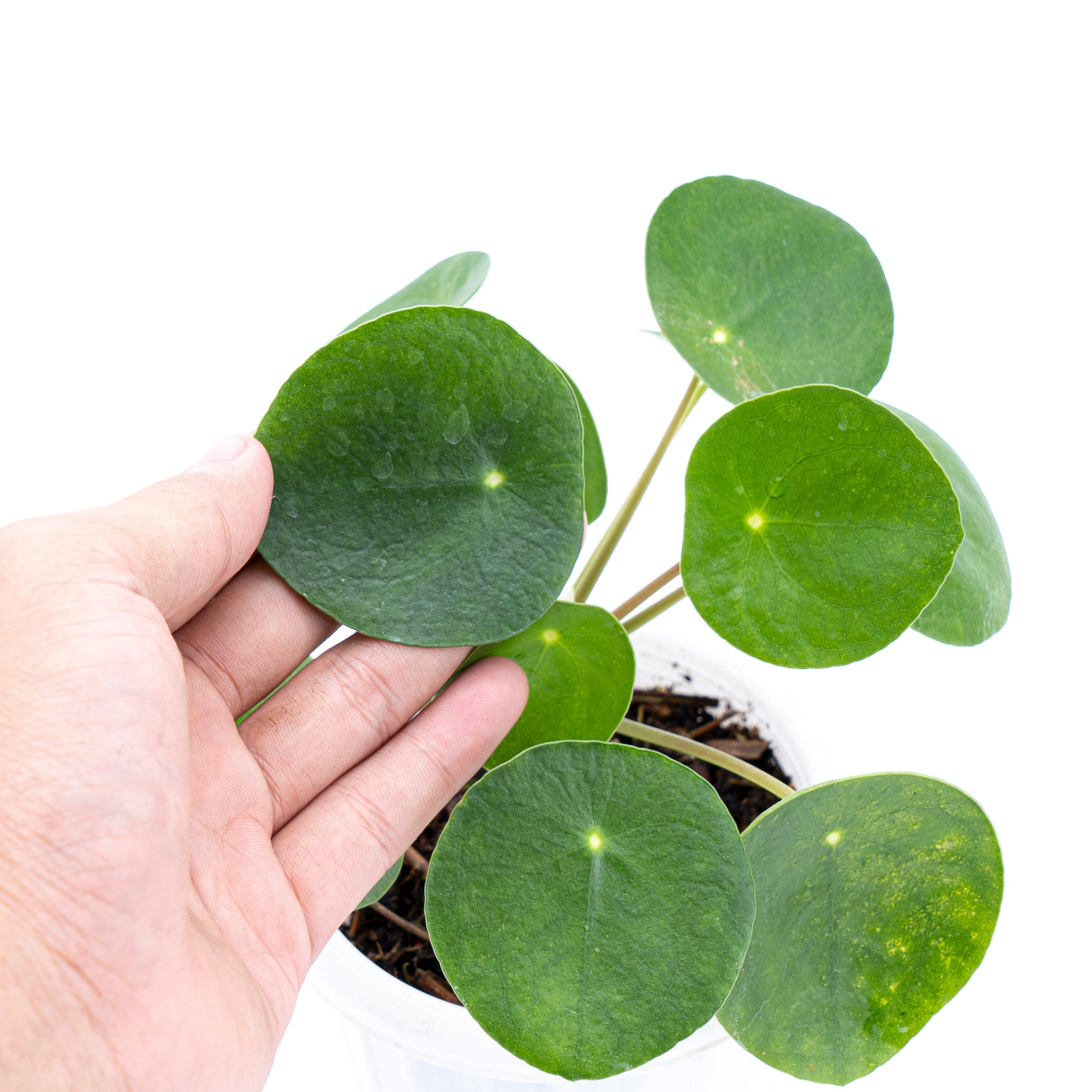Pilea - Image 2