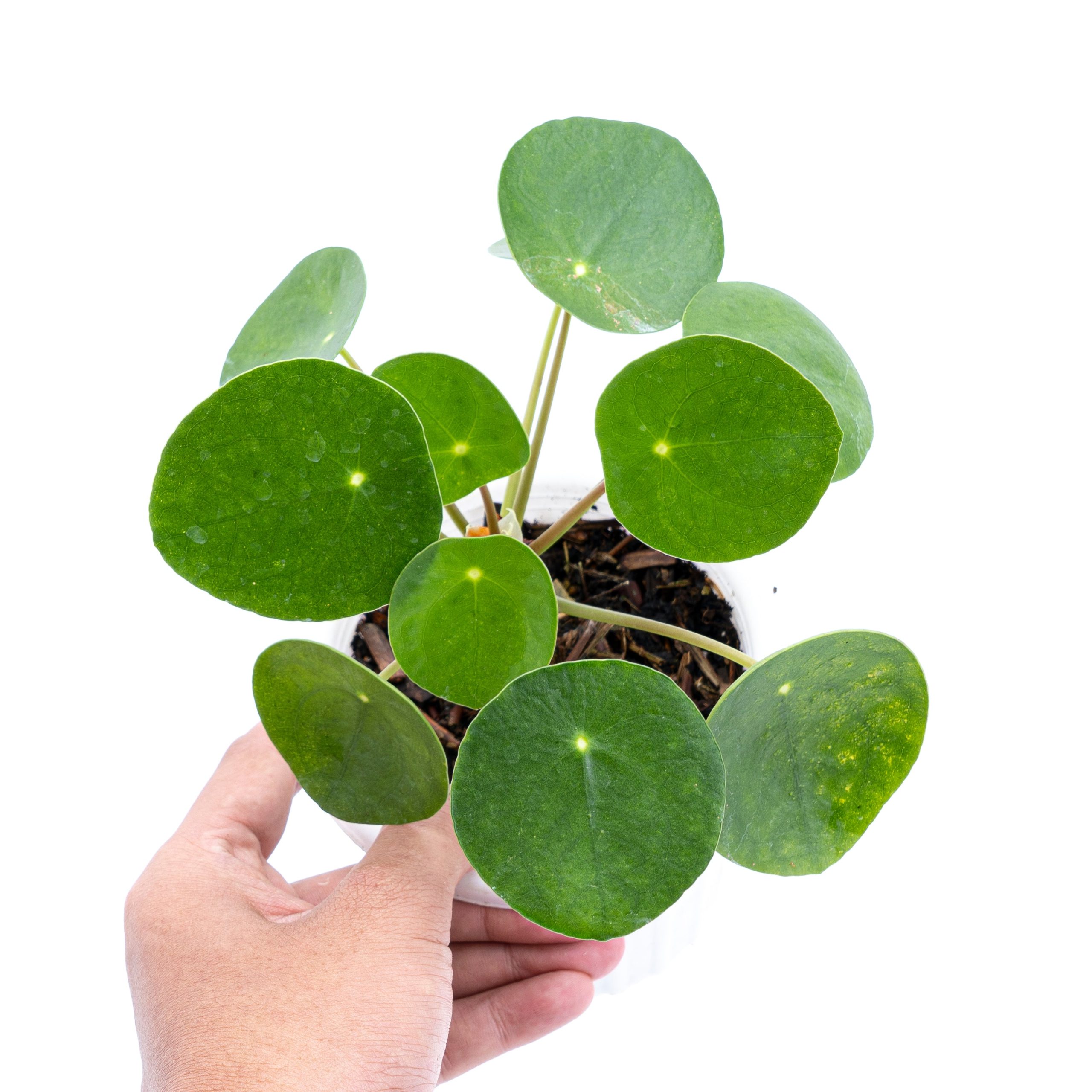 Pilea - Image 3