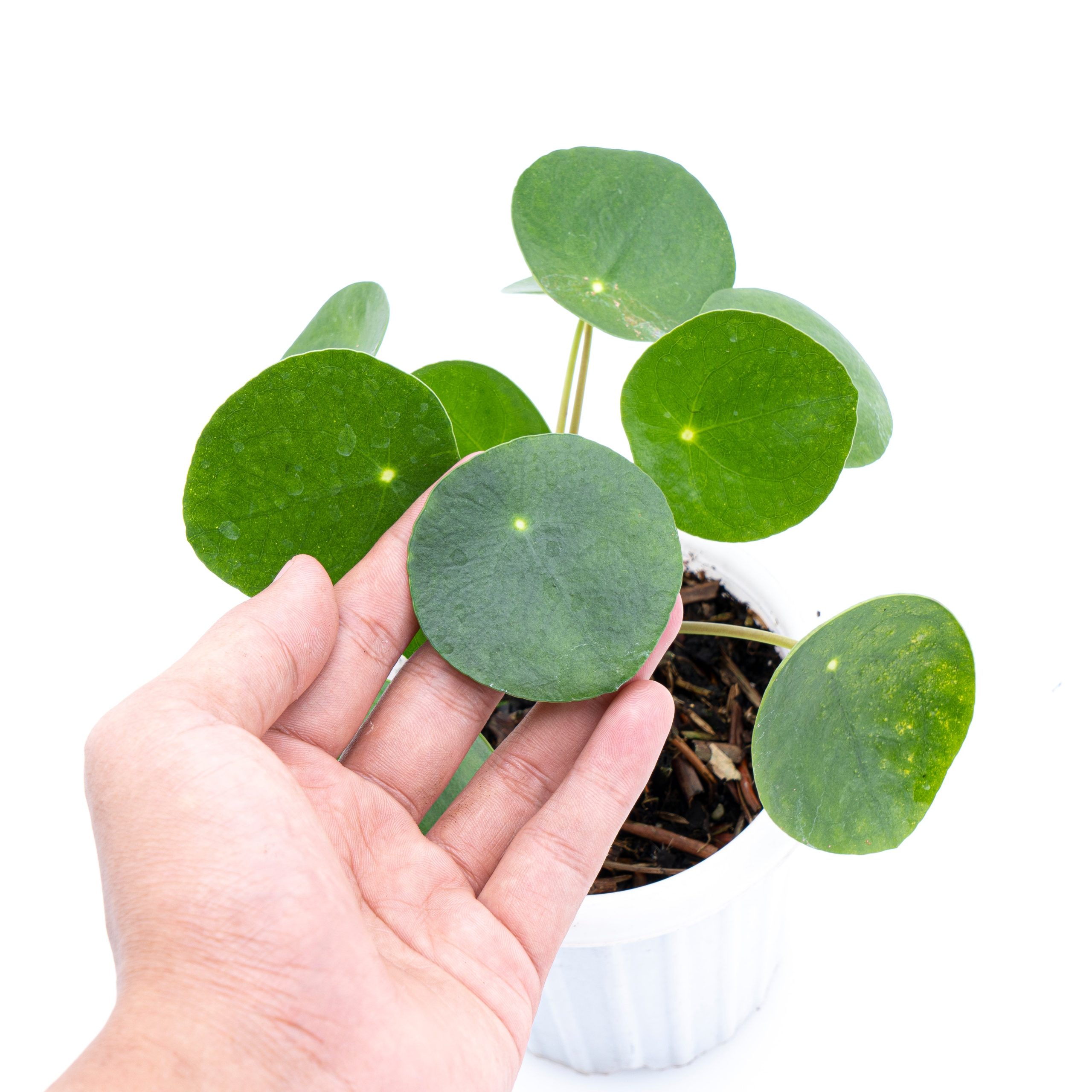 Pilea - Image 4