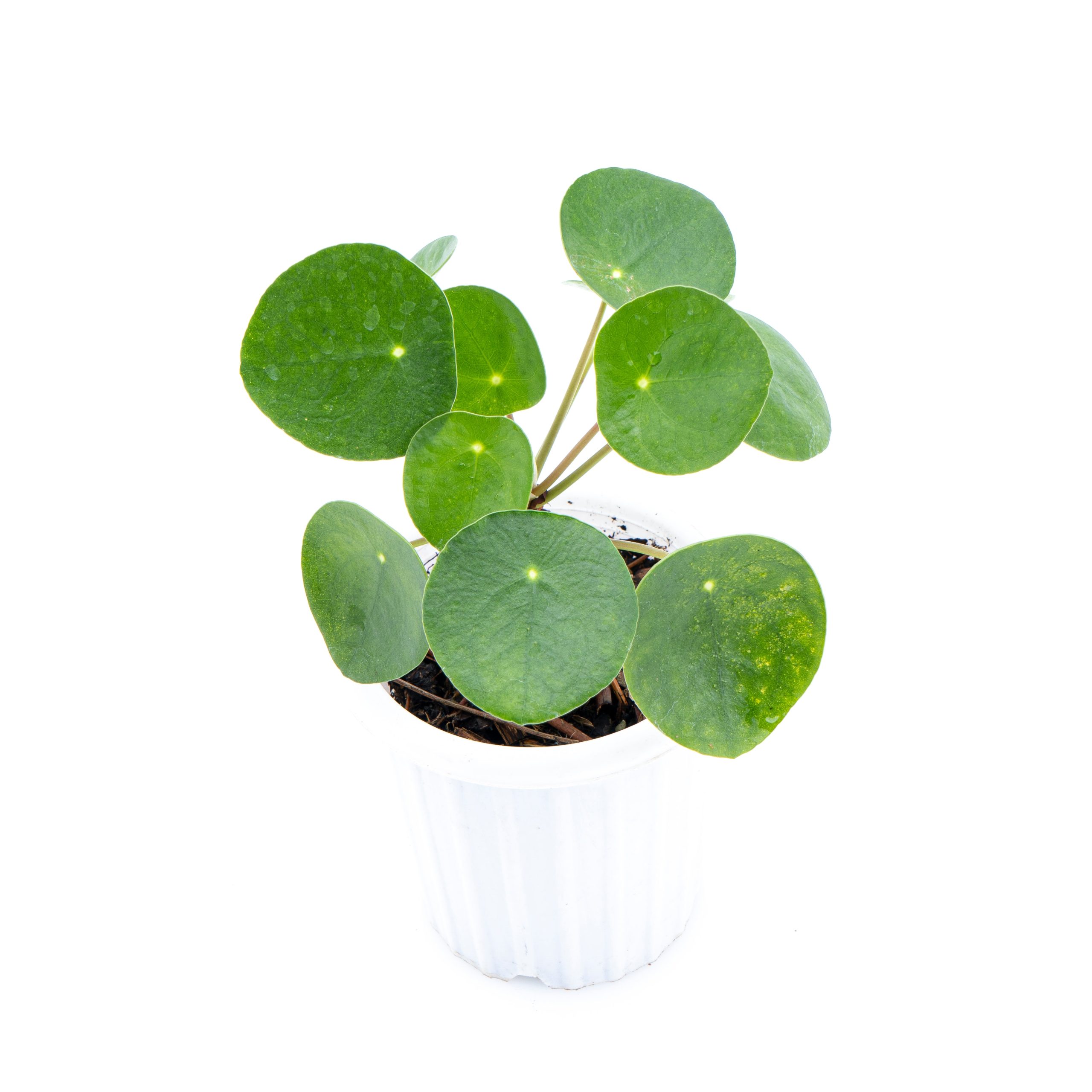 Pilea - Image 5