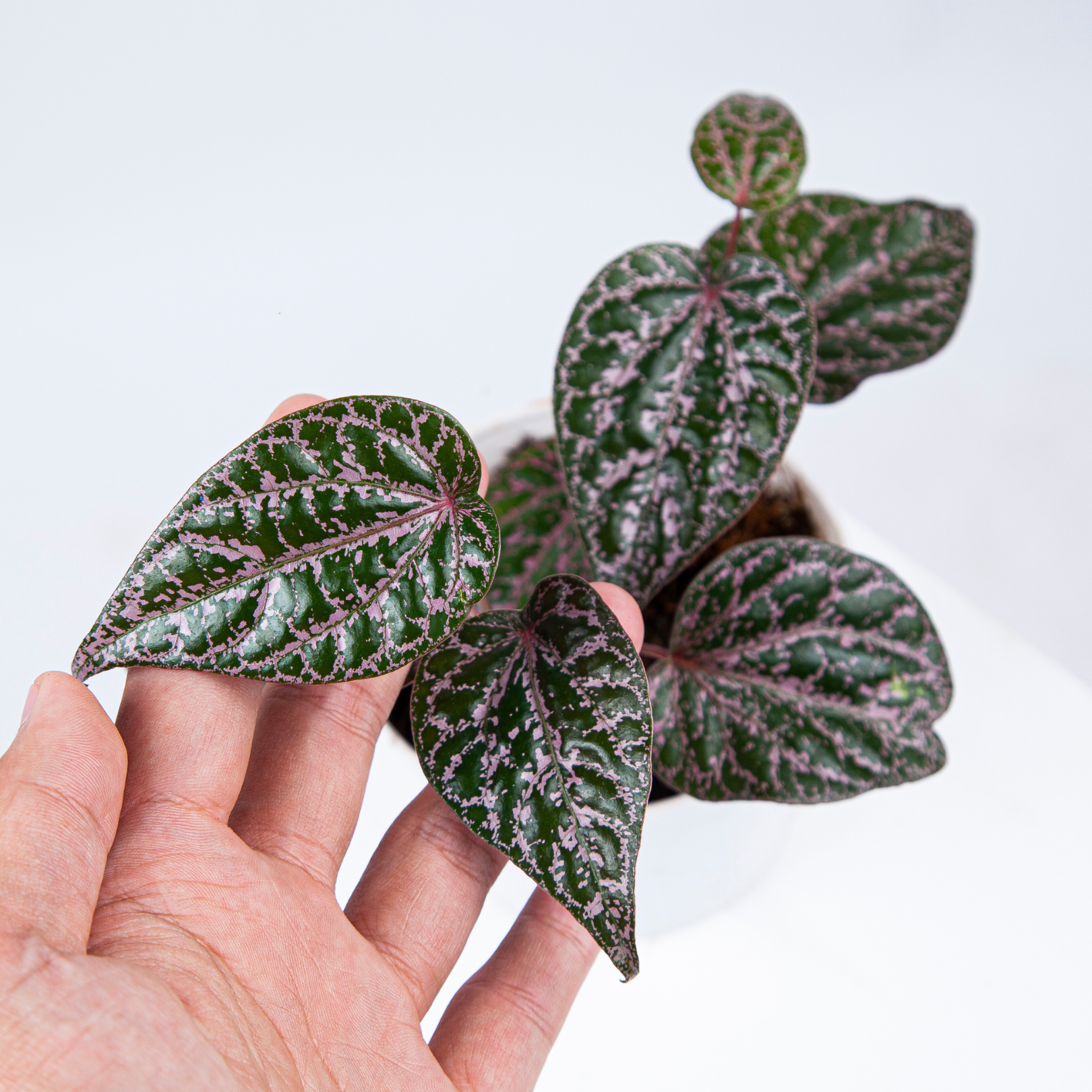 Piper Crocatum - Image 3