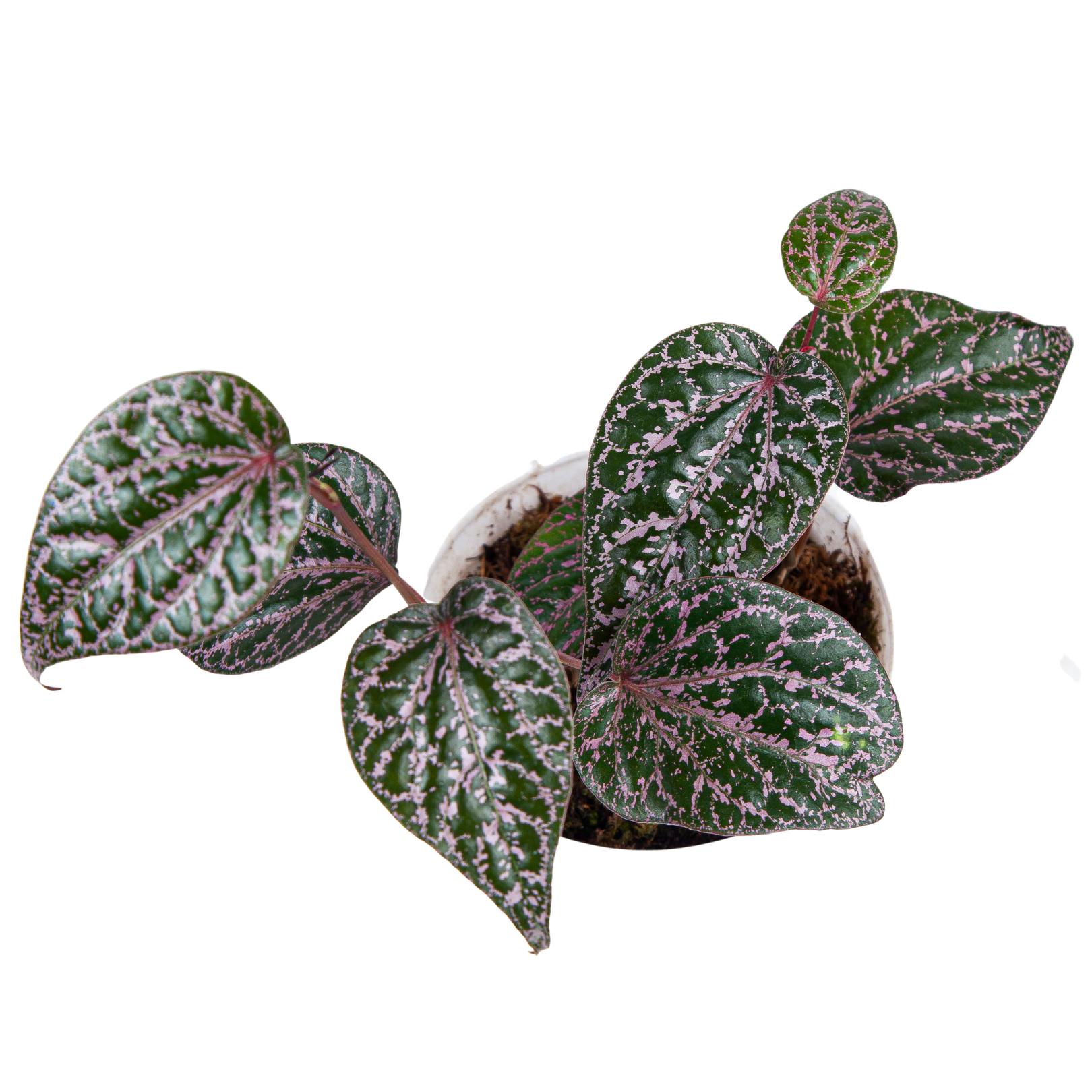 Piper Crocatum - Image 4