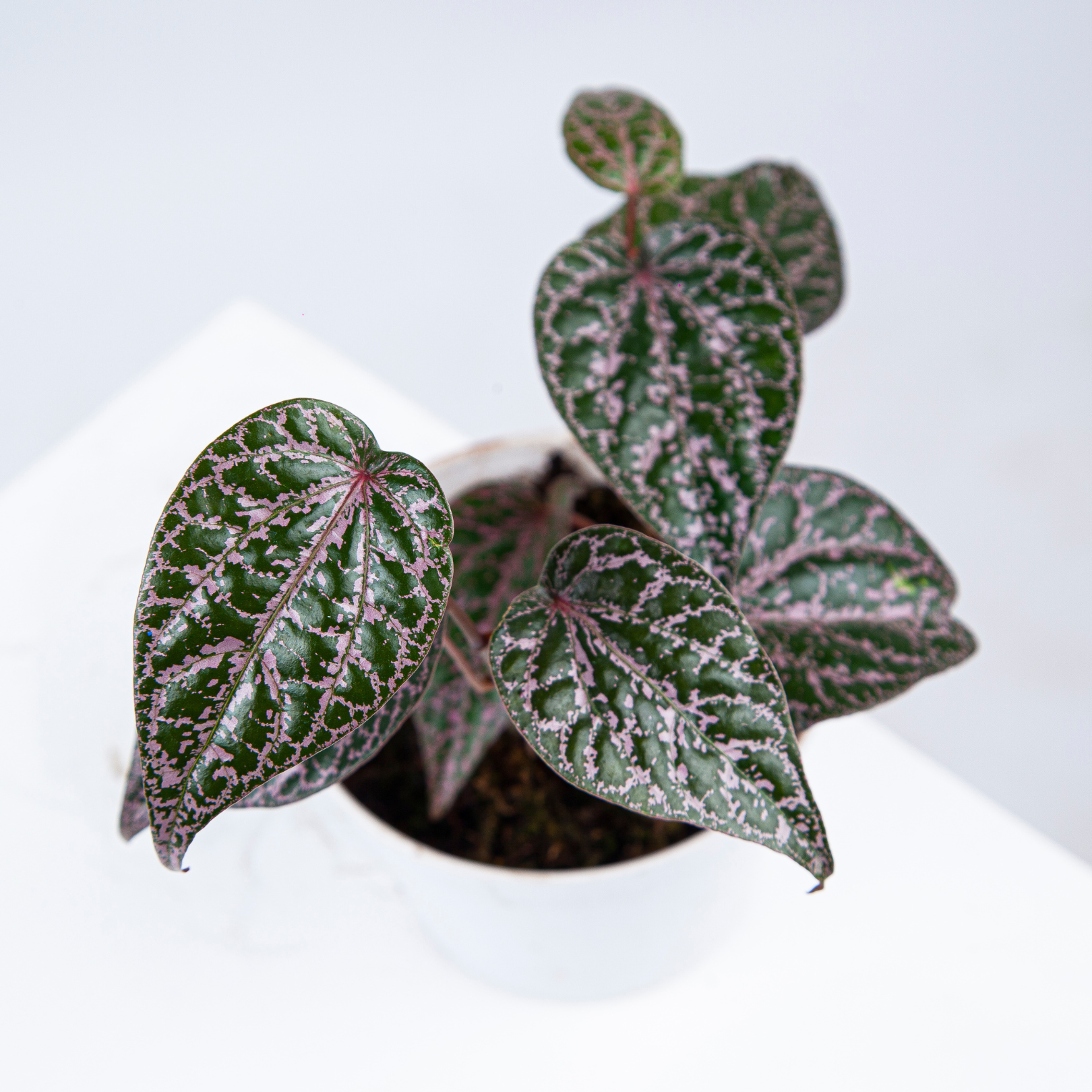 Piper Crocatum - Image 7