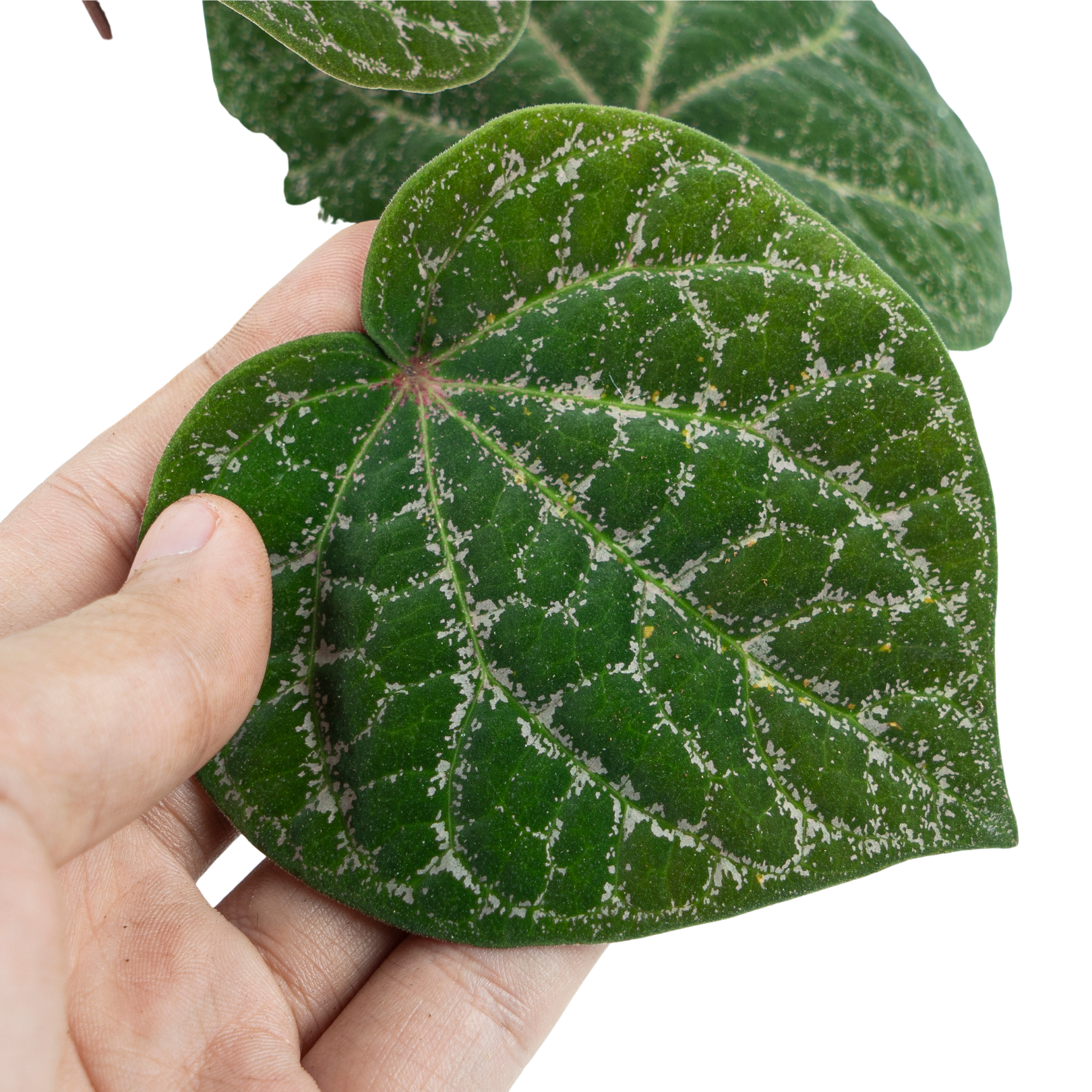 Piper Porphyrophyllum - Image 2