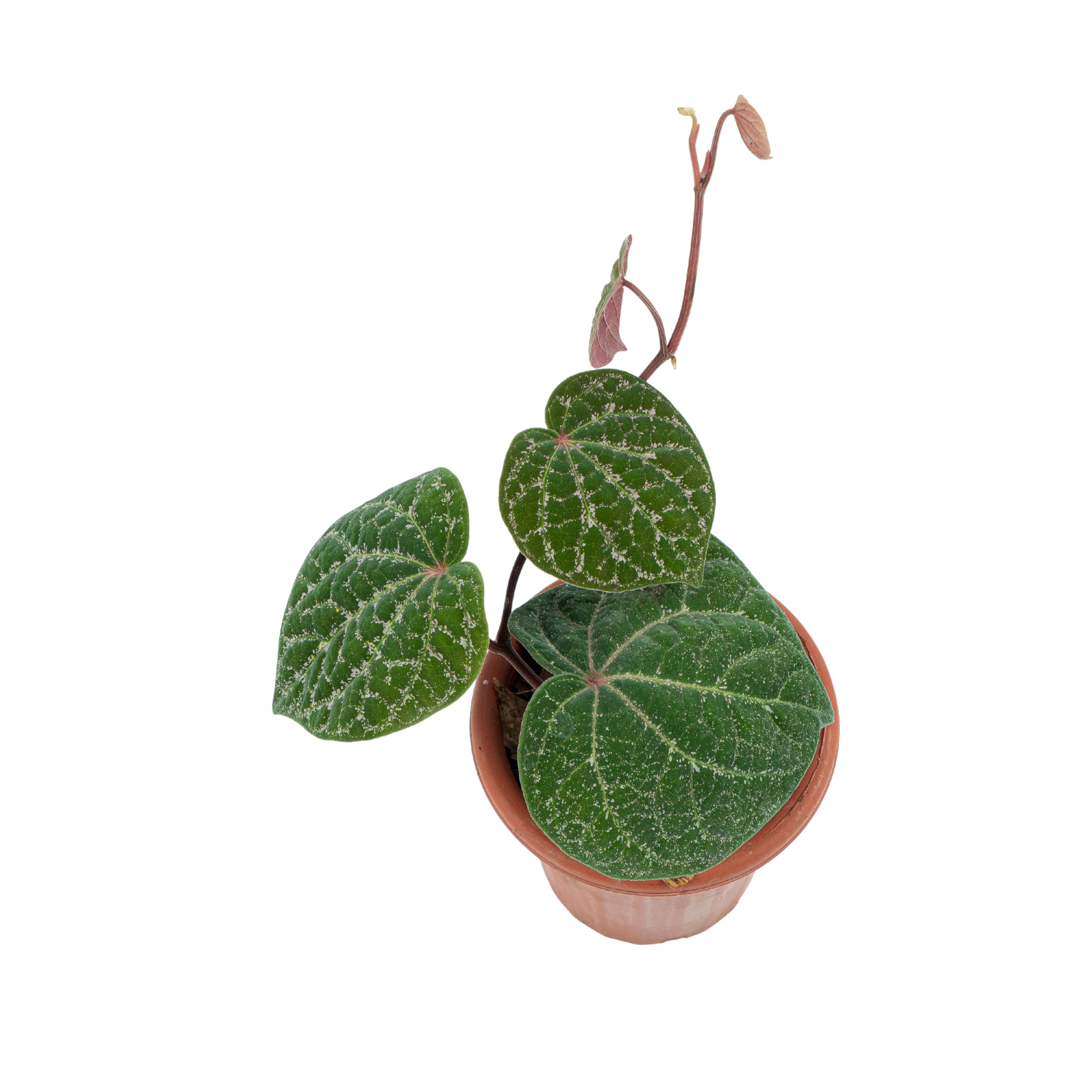 Piper Porphyrophyllum - Image 3
