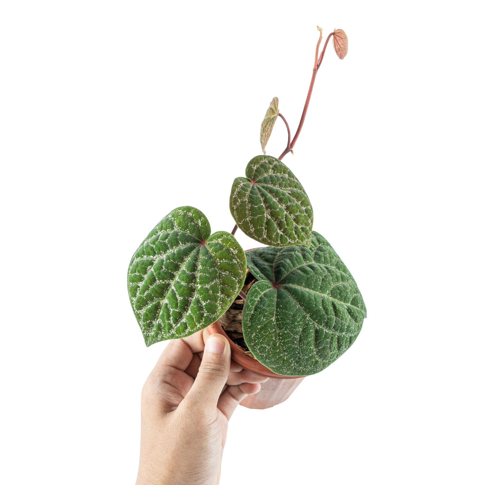 Piper Porphyrophyllum - Image 4
