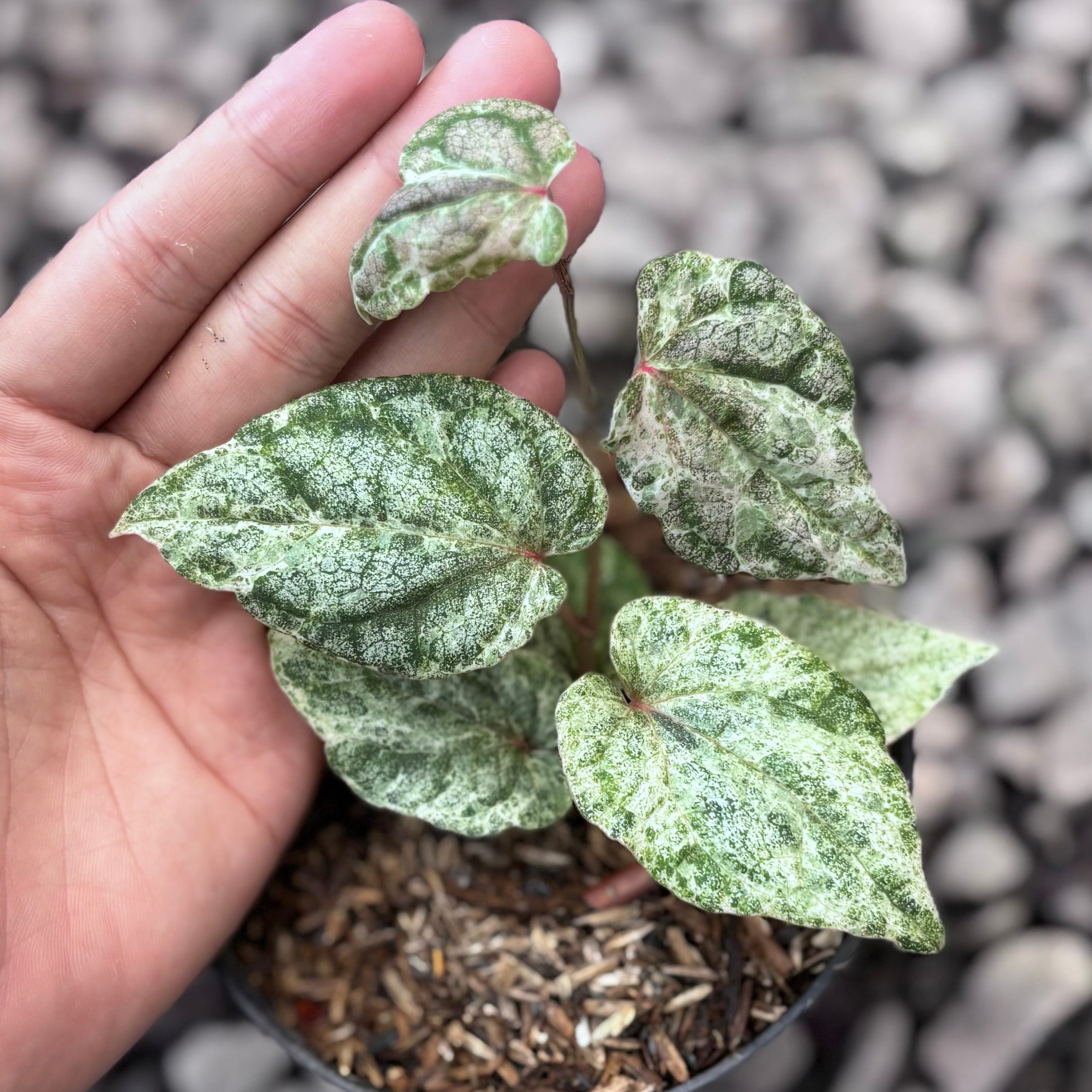 Piper sylvaticum variegated - Image 2