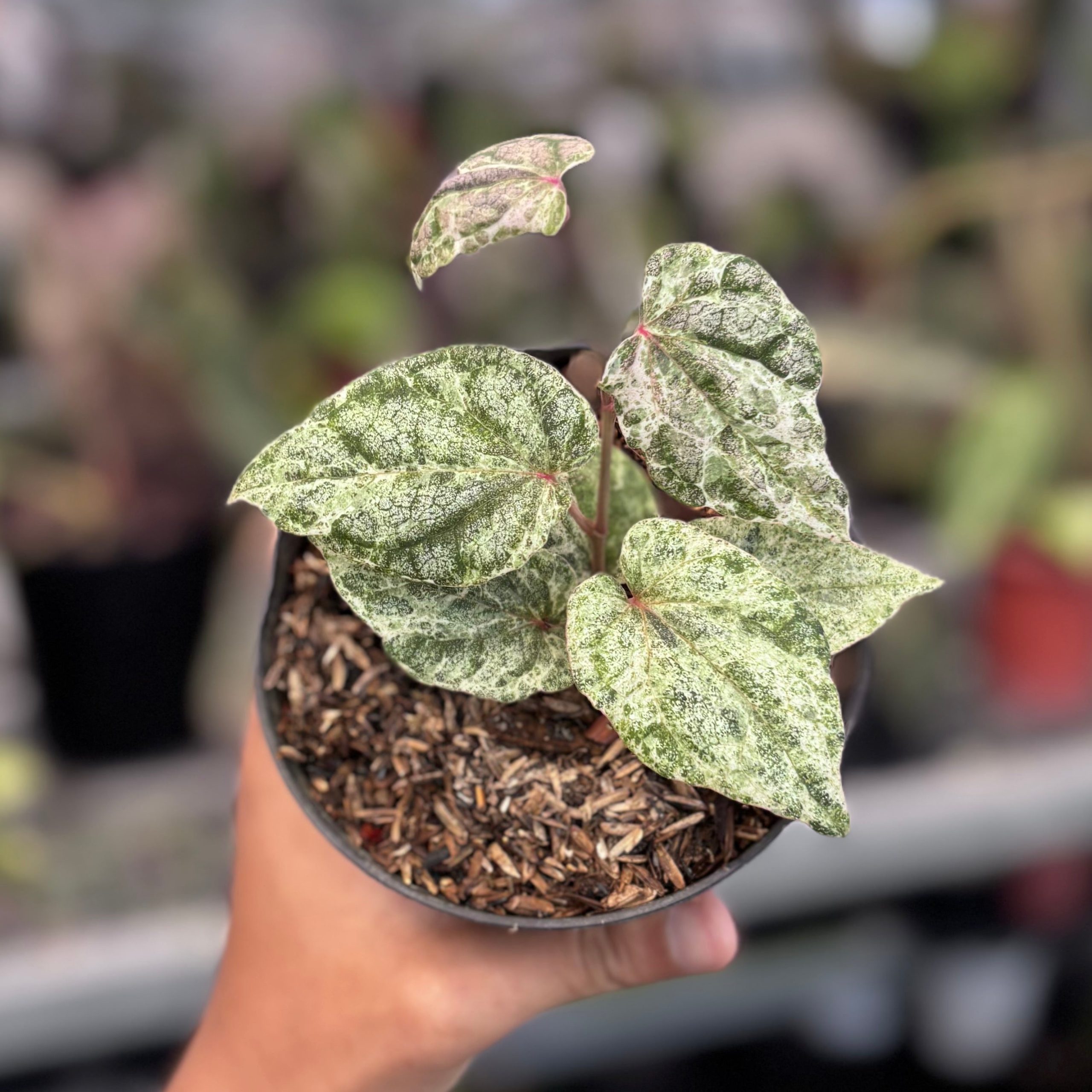 Piper sylvaticum variegated - Image 3