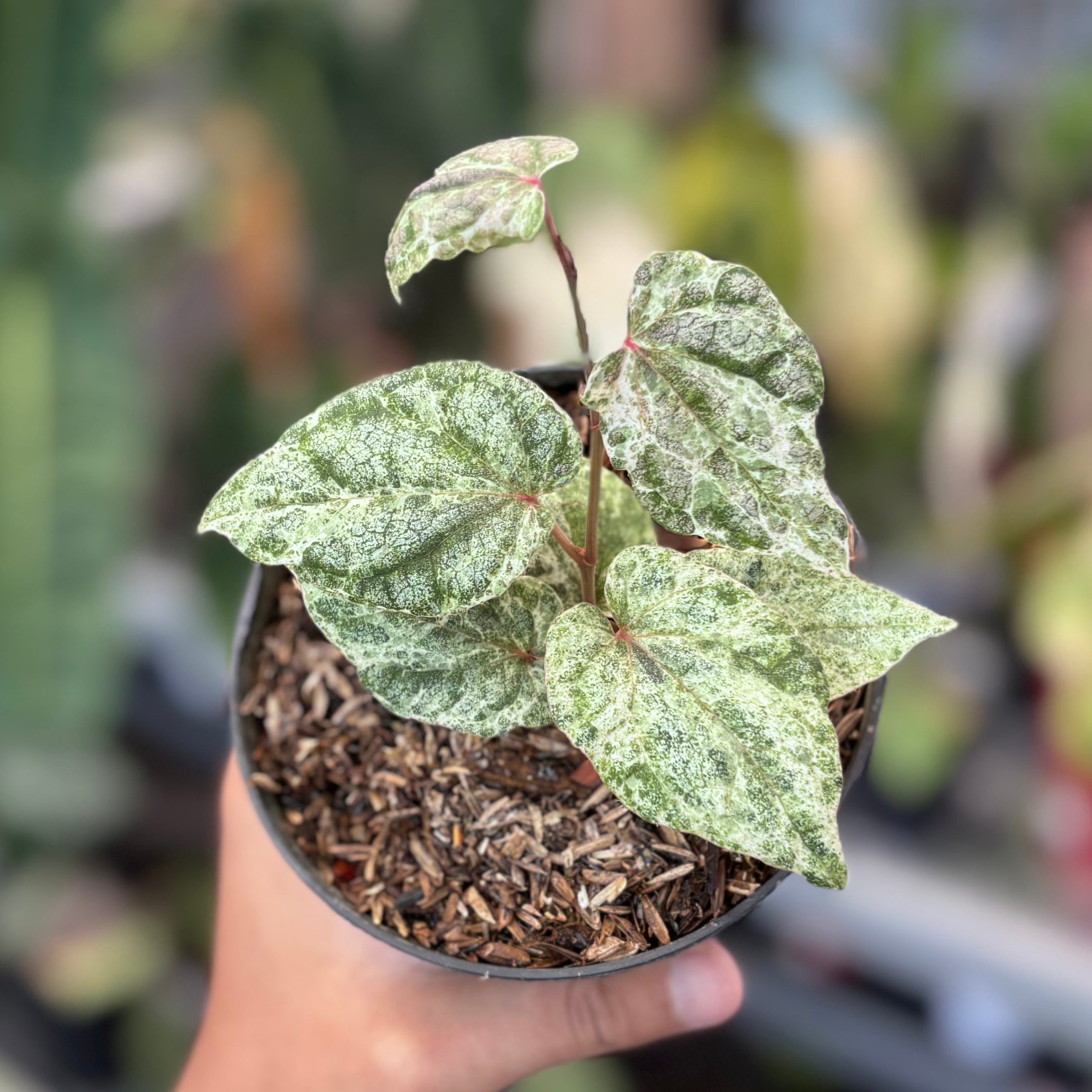 Piper sylvaticum variegated - Image 4