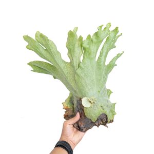 Platycerium wandae - Mature size