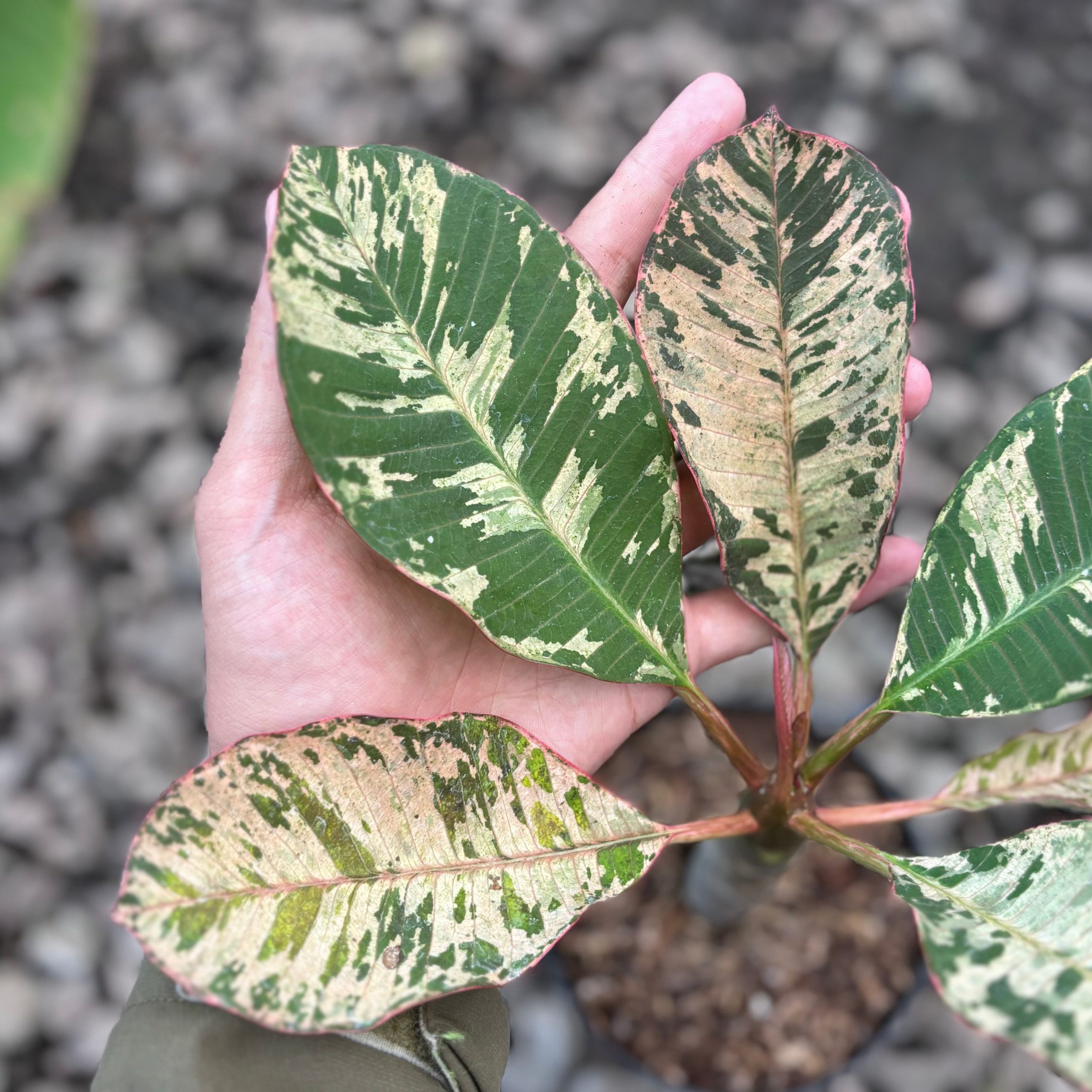 Plumeria rubra ‘maya’ variegated - Image 2