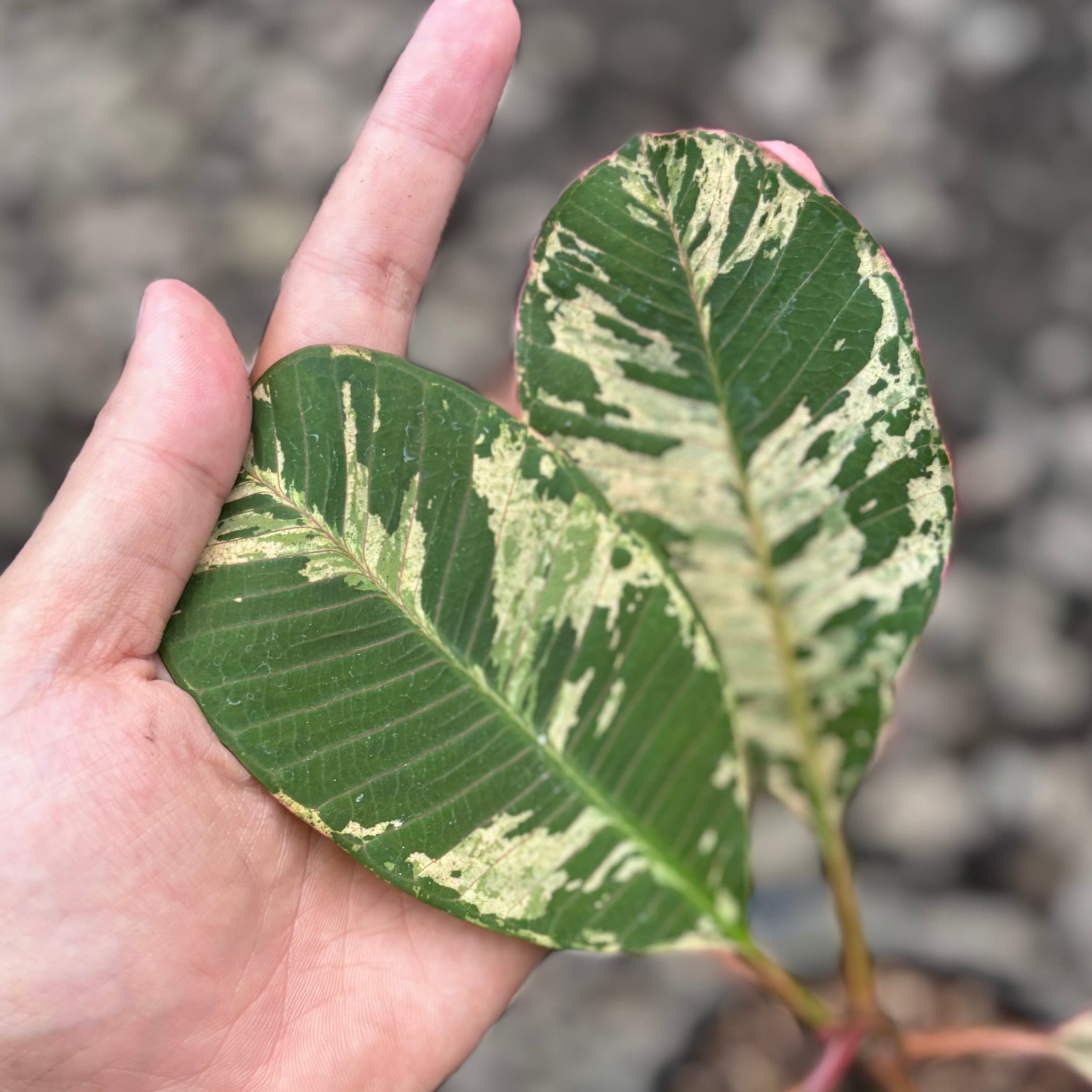 Plumeria rubra ‘maya’ variegated - Image 3