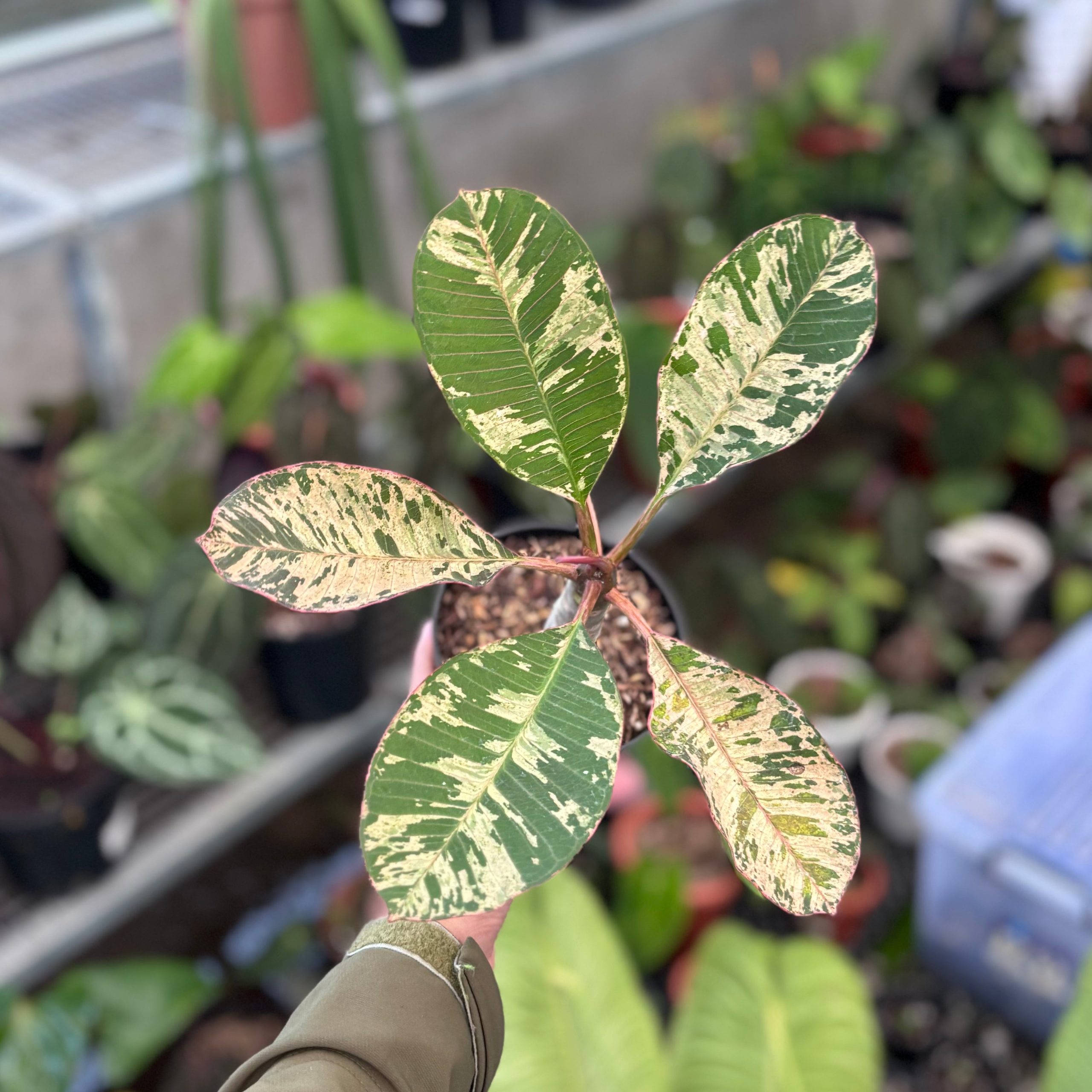 Plumeria rubra ‘maya’ variegated - Image 4
