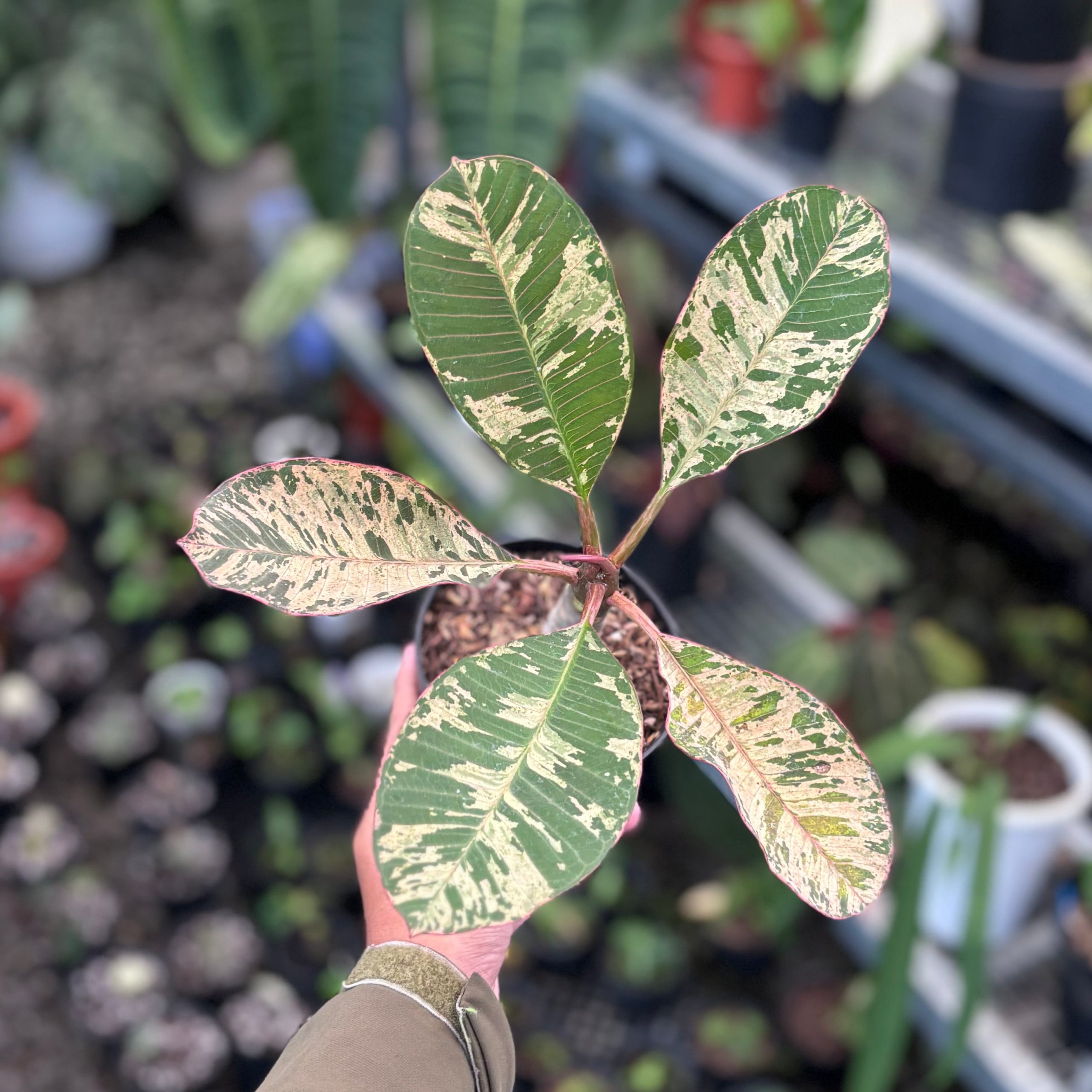 Plumeria rubra ‘maya’ variegated - Image 5