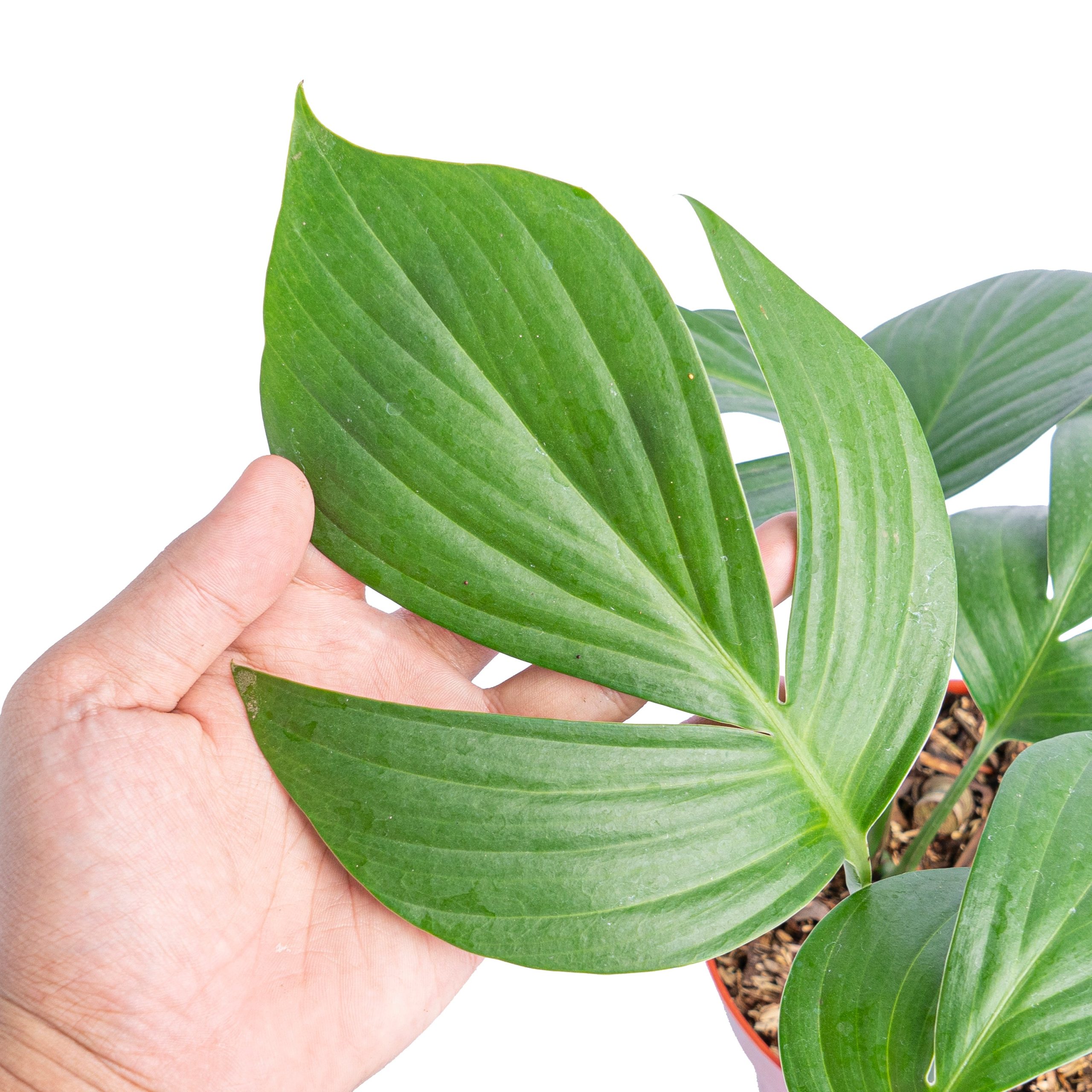Rhaphidophora decursiva 'dragon tail' - Image 2