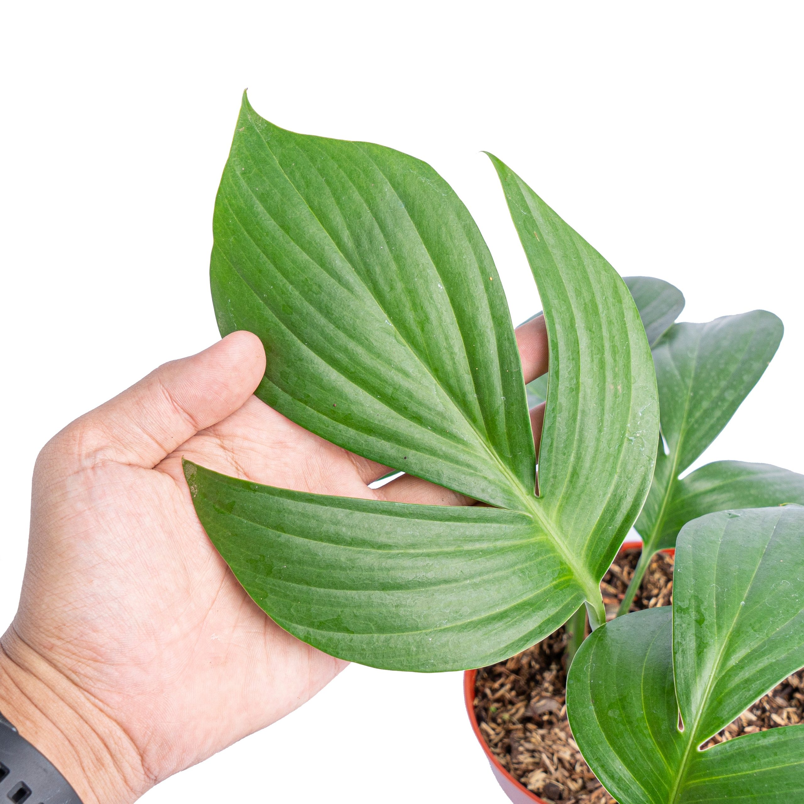 Rhaphidophora decursiva 'dragon tail' - Image 3