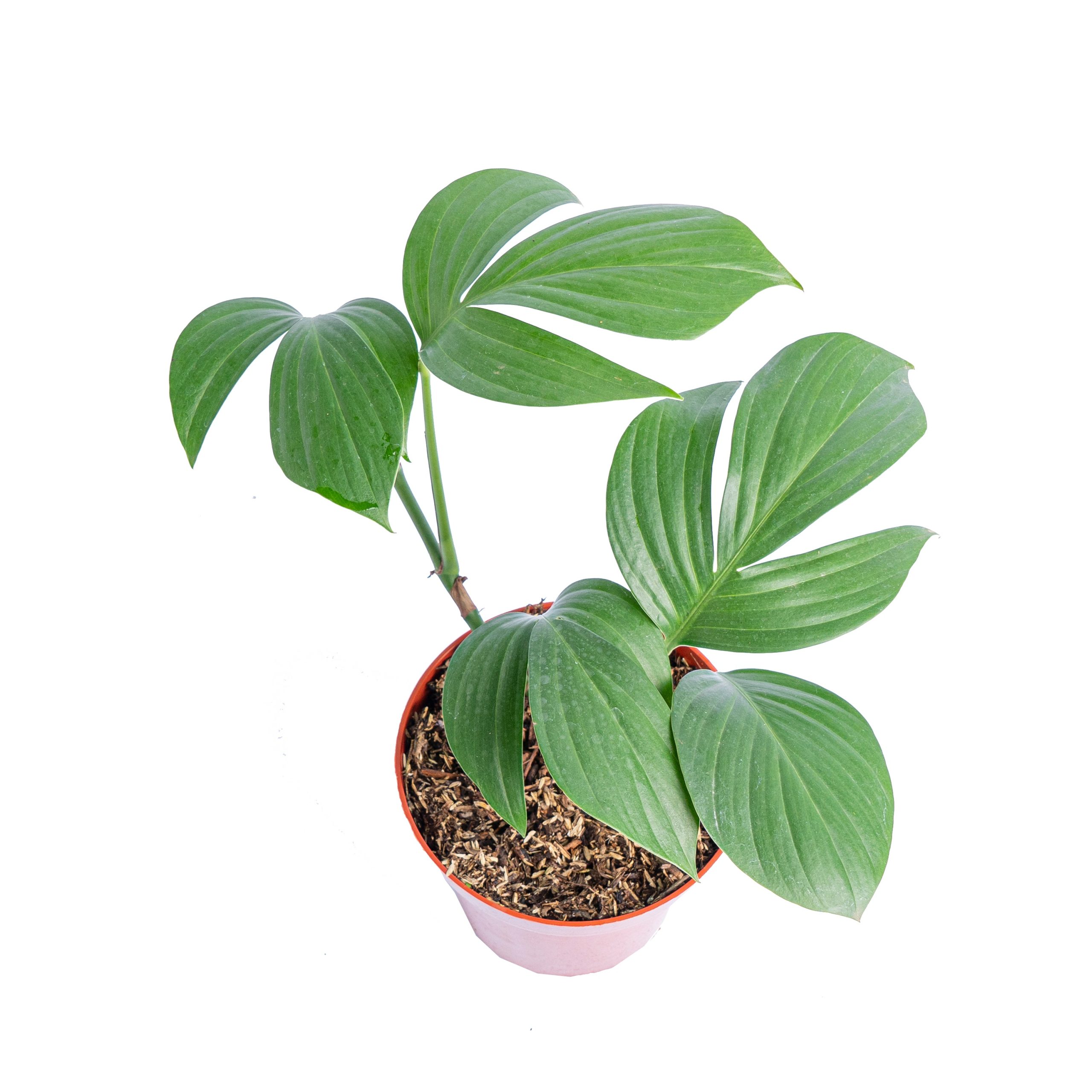 Rhaphidophora decursiva 'dragon tail' - Image 4