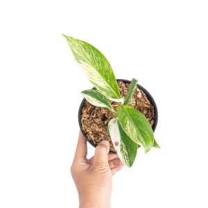 Rhaphidophora elliptifolia variegated