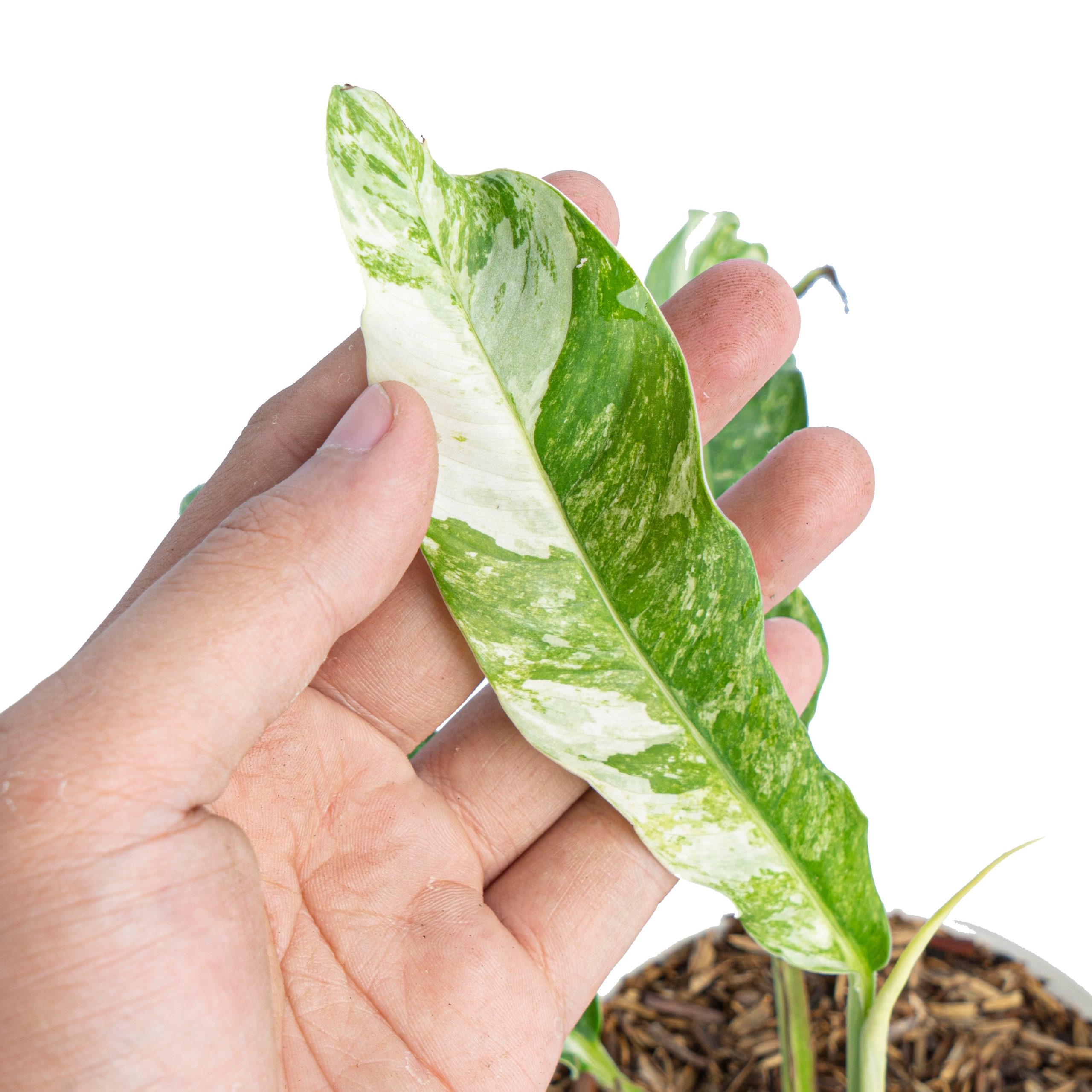 Rhaphidophora Megasperma Variegated - Image 2
