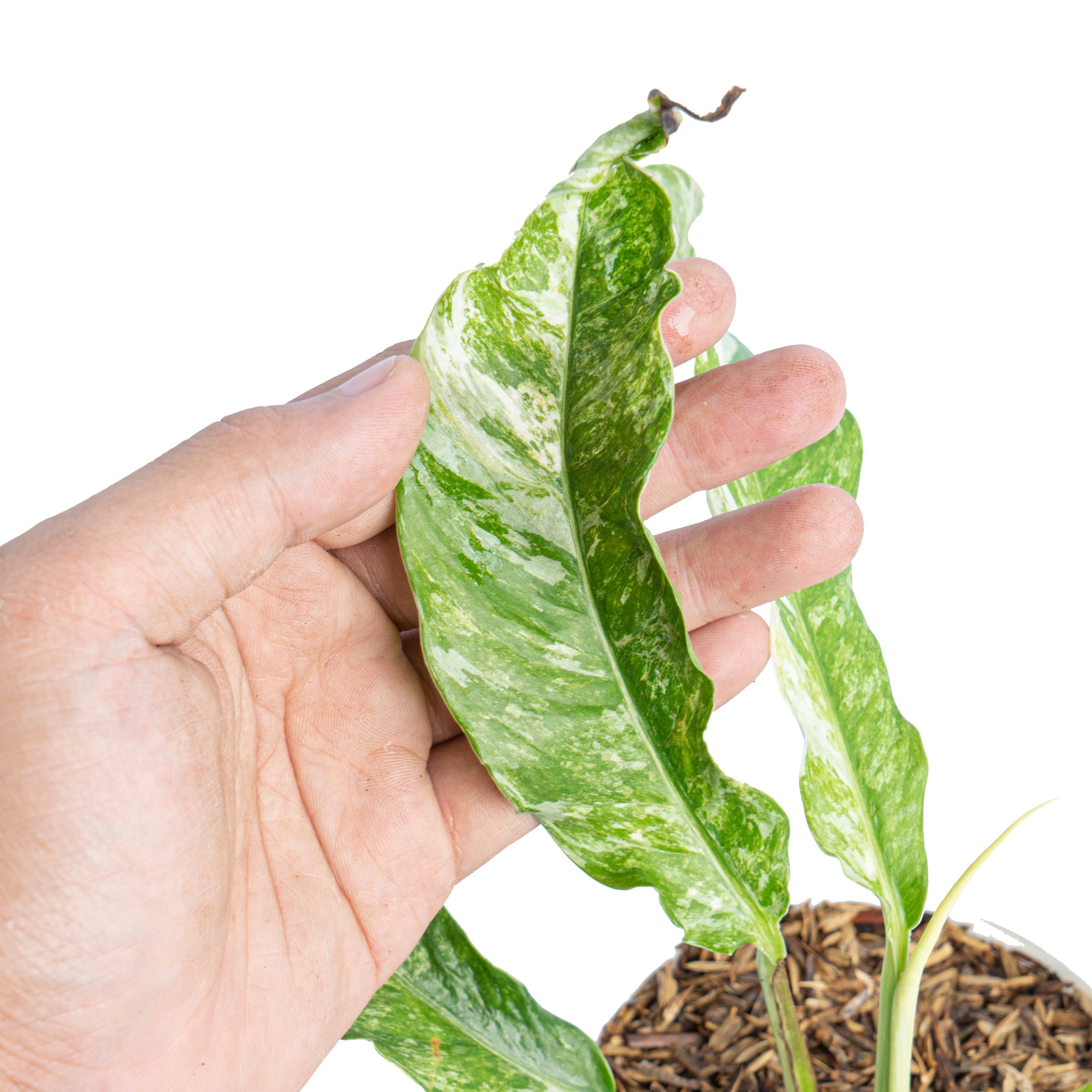 Rhaphidophora Megasperma Variegated - Image 3