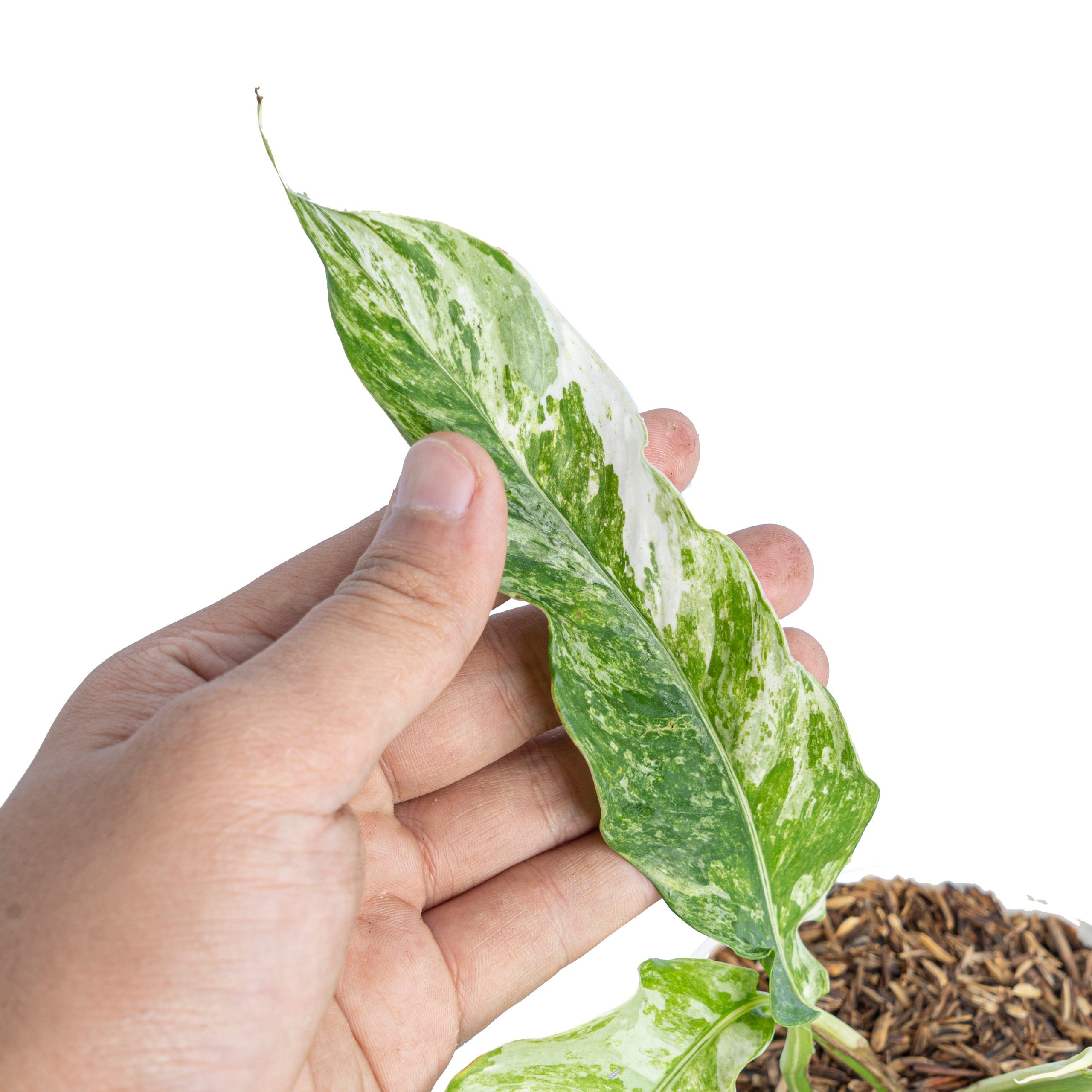 Rhaphidophora Megasperma Variegated - Image 4
