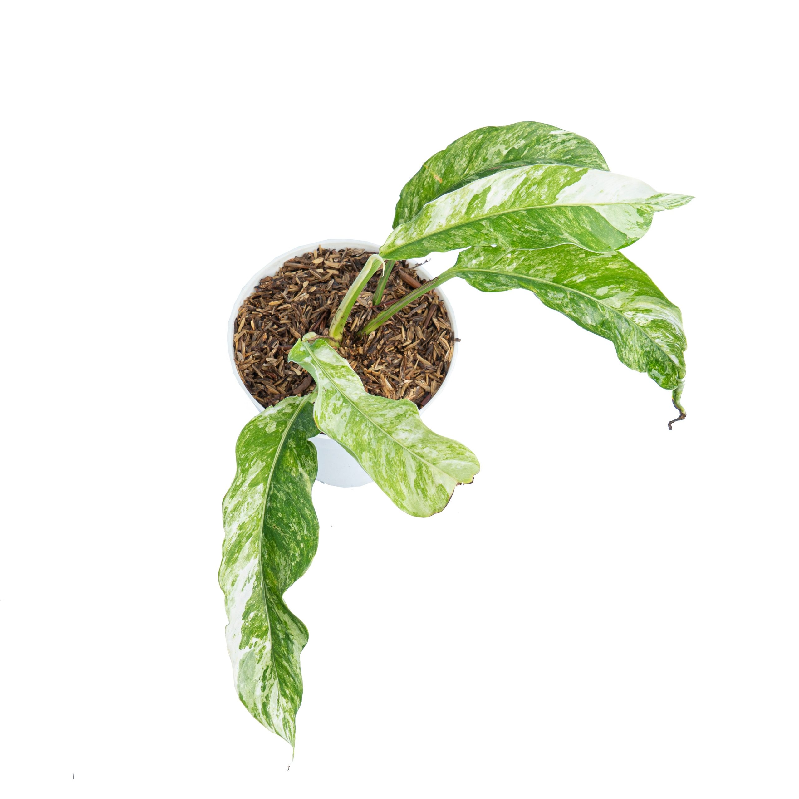 Rhaphidophora Megasperma Variegated - Image 5