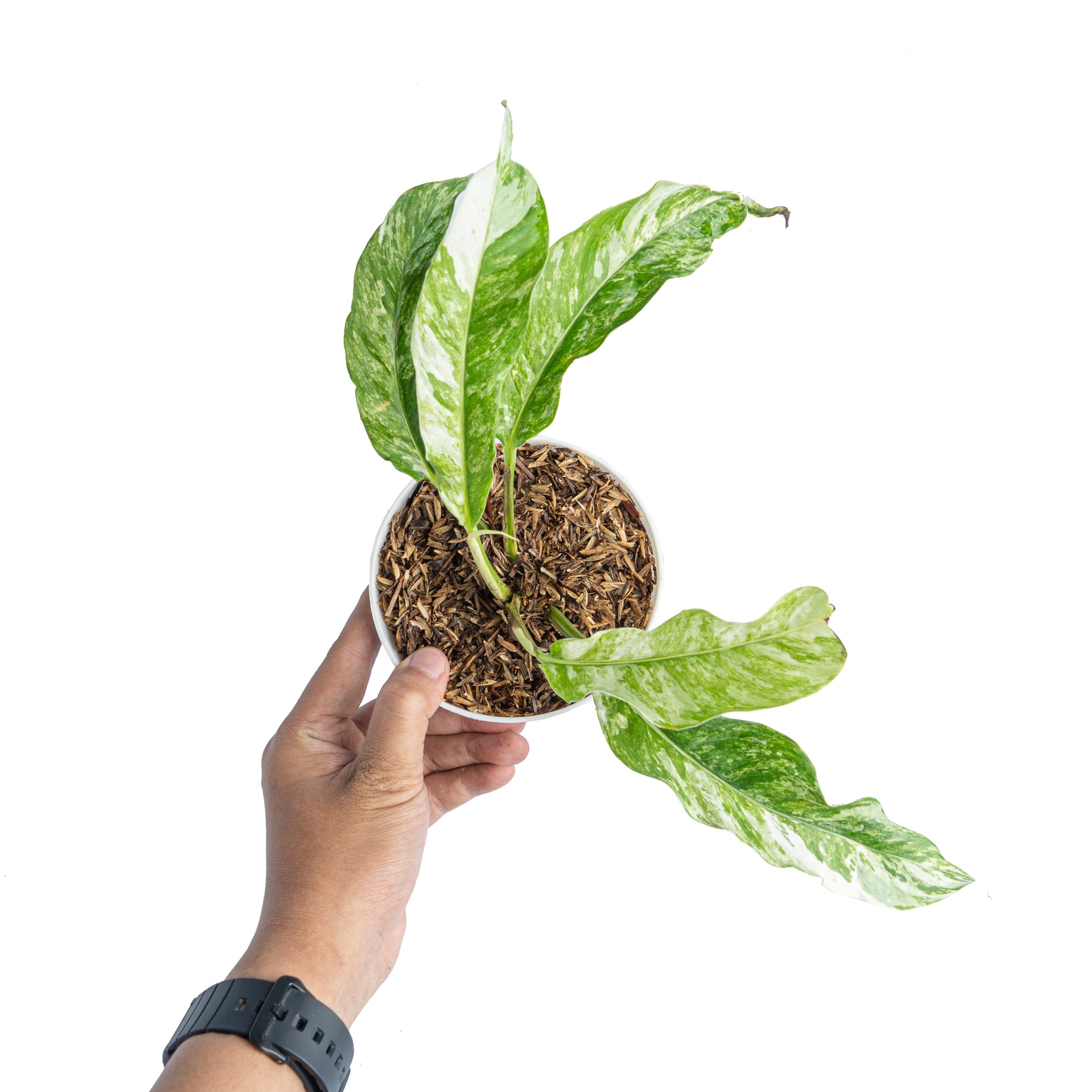 Rhaphidophora Megasperma Variegated - Image 6