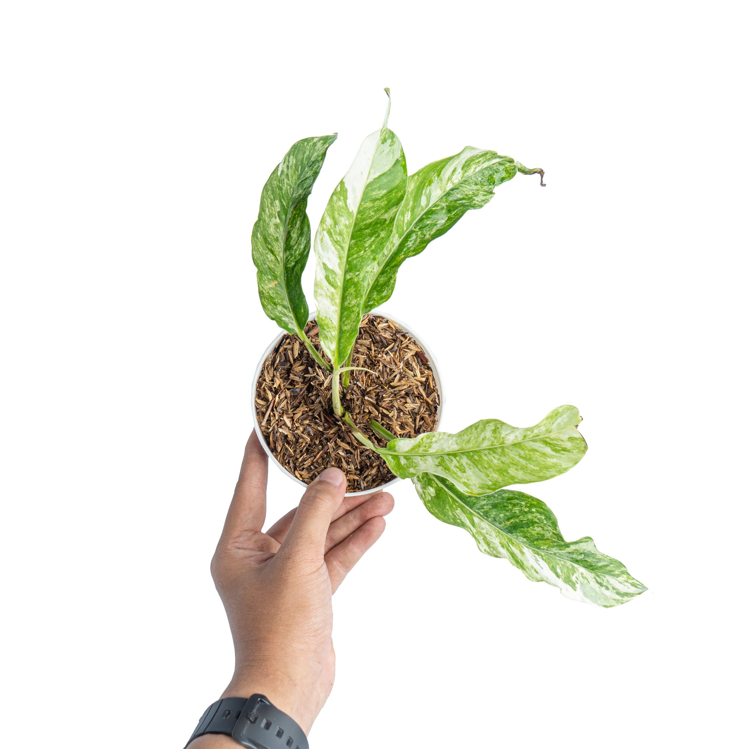 Rhaphidophora Megasperma Variegated - Image 7
